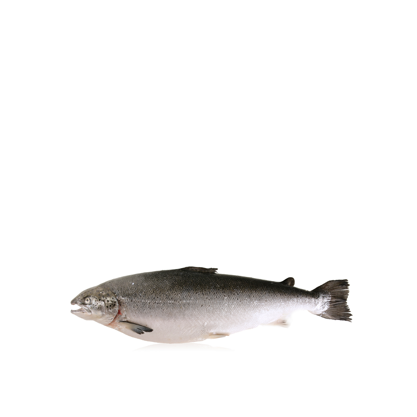 Irish Organic Whole Salmon