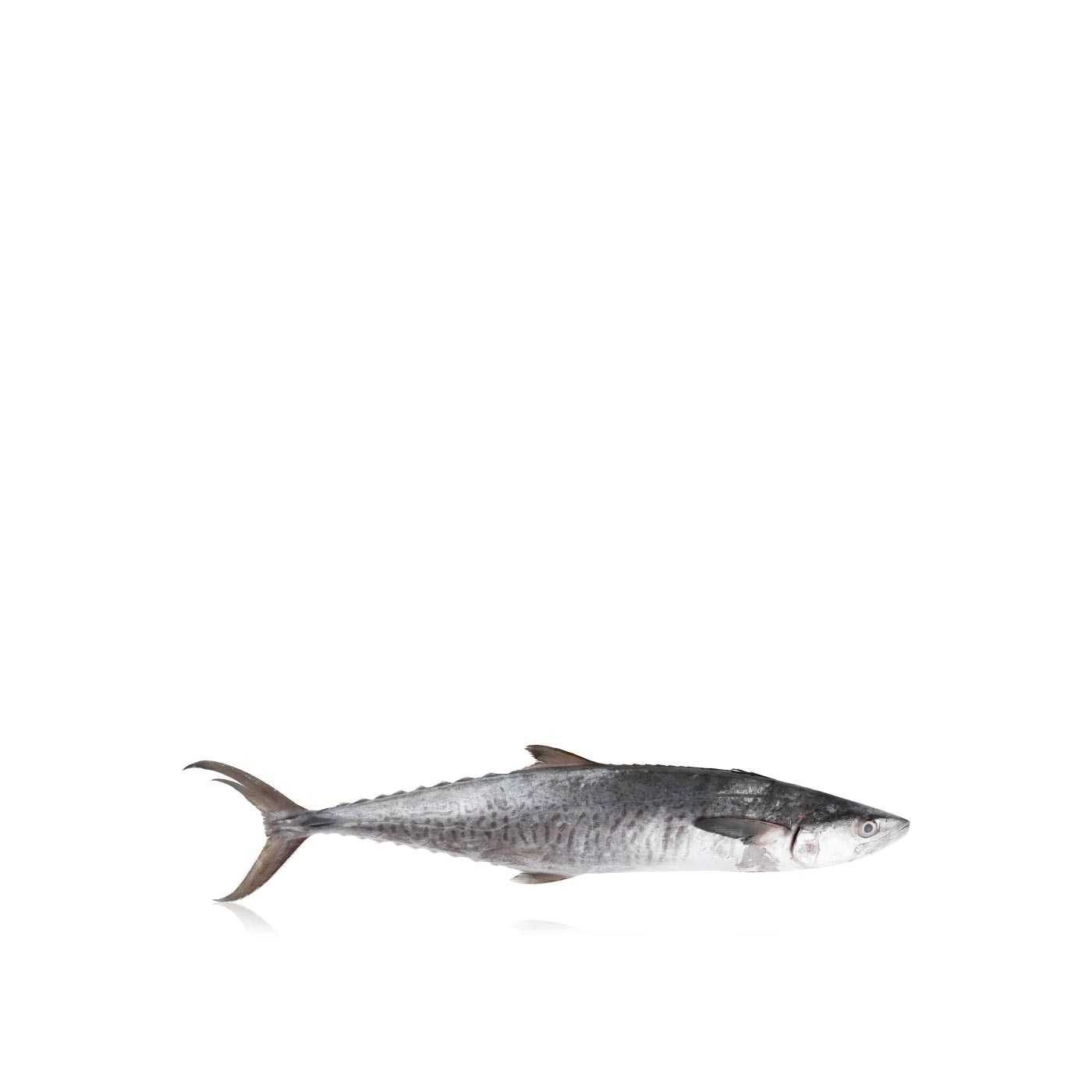 Small UAE Kingfish