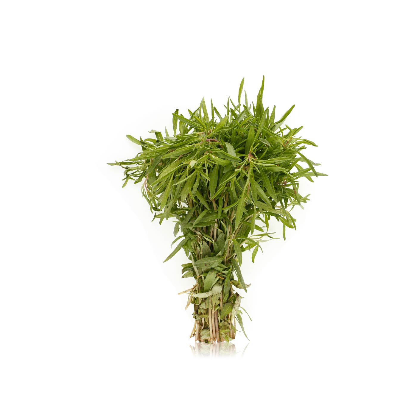 Zatar Leaves Oman Bunch