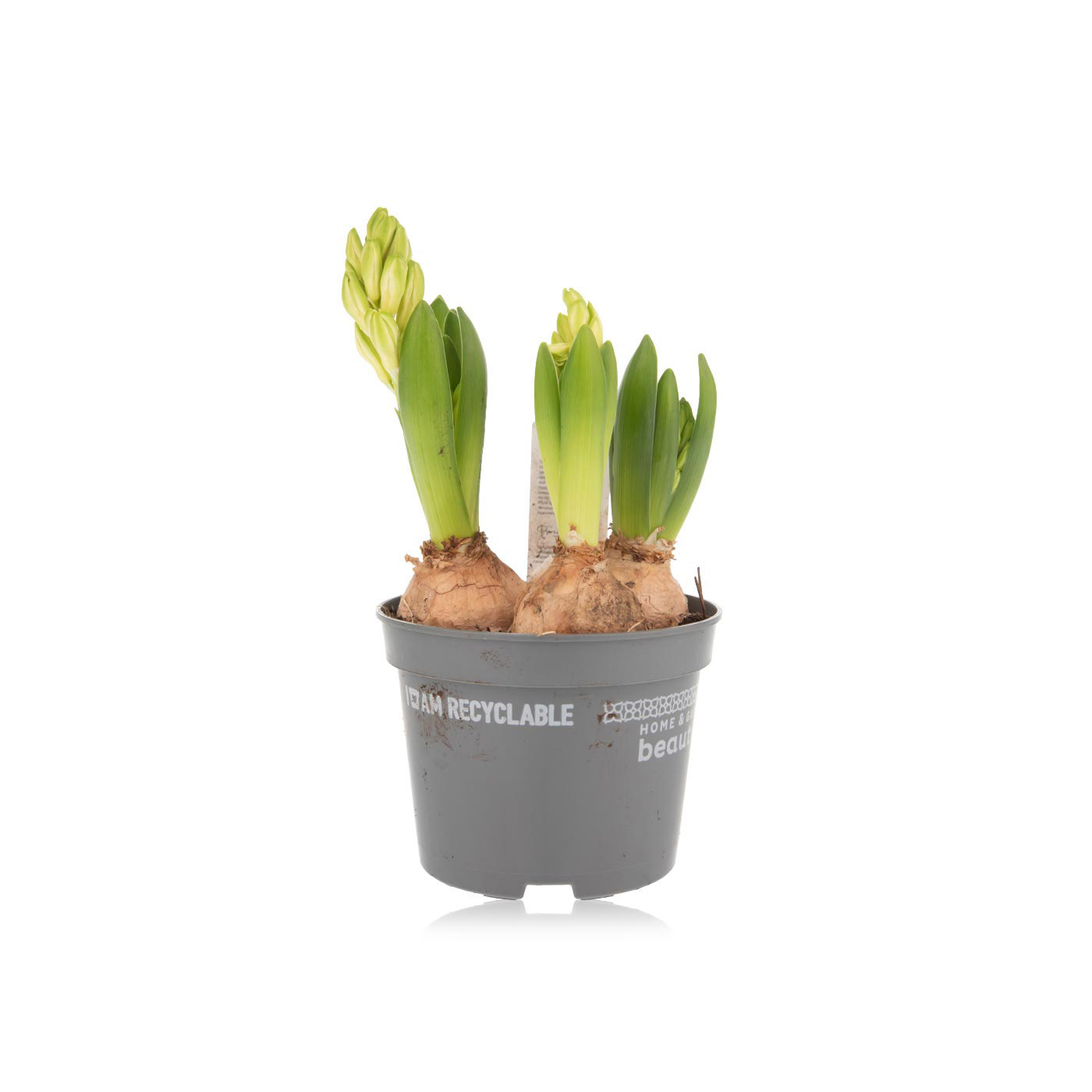 Hyacinth plant