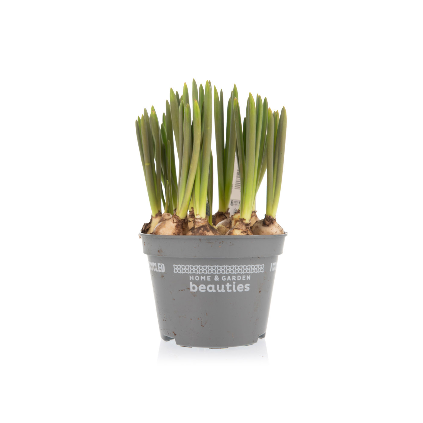 Muscari