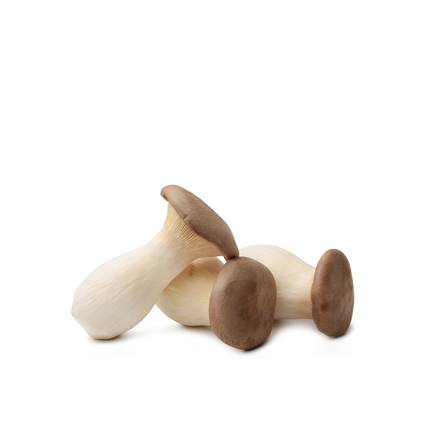 King Oyster Mushroom UAE