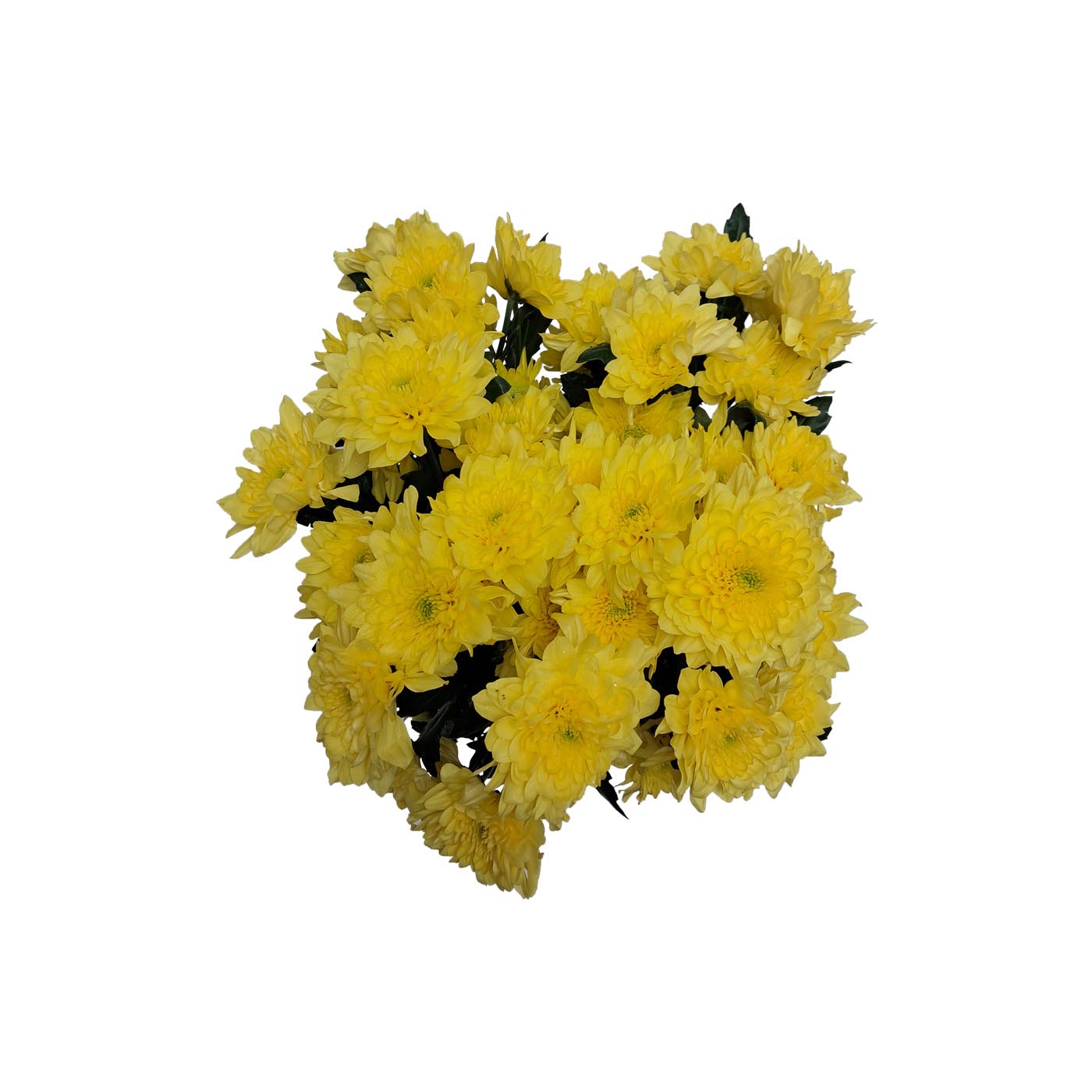 Yellow Chrysanthemums