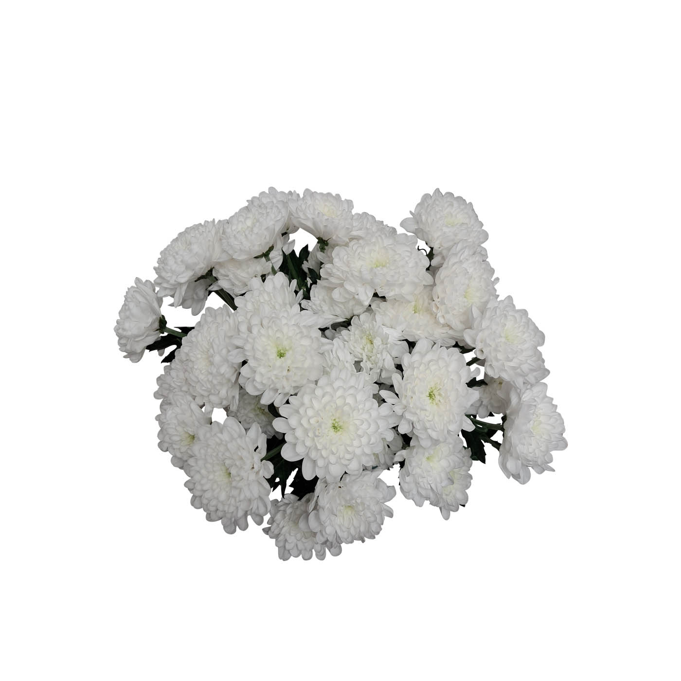 White Chrysanthemums