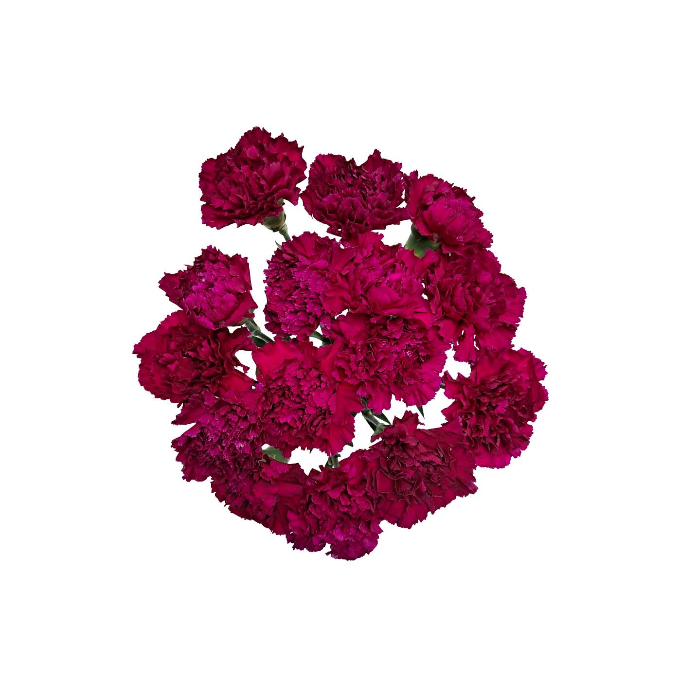 Purple Carnation Bunch