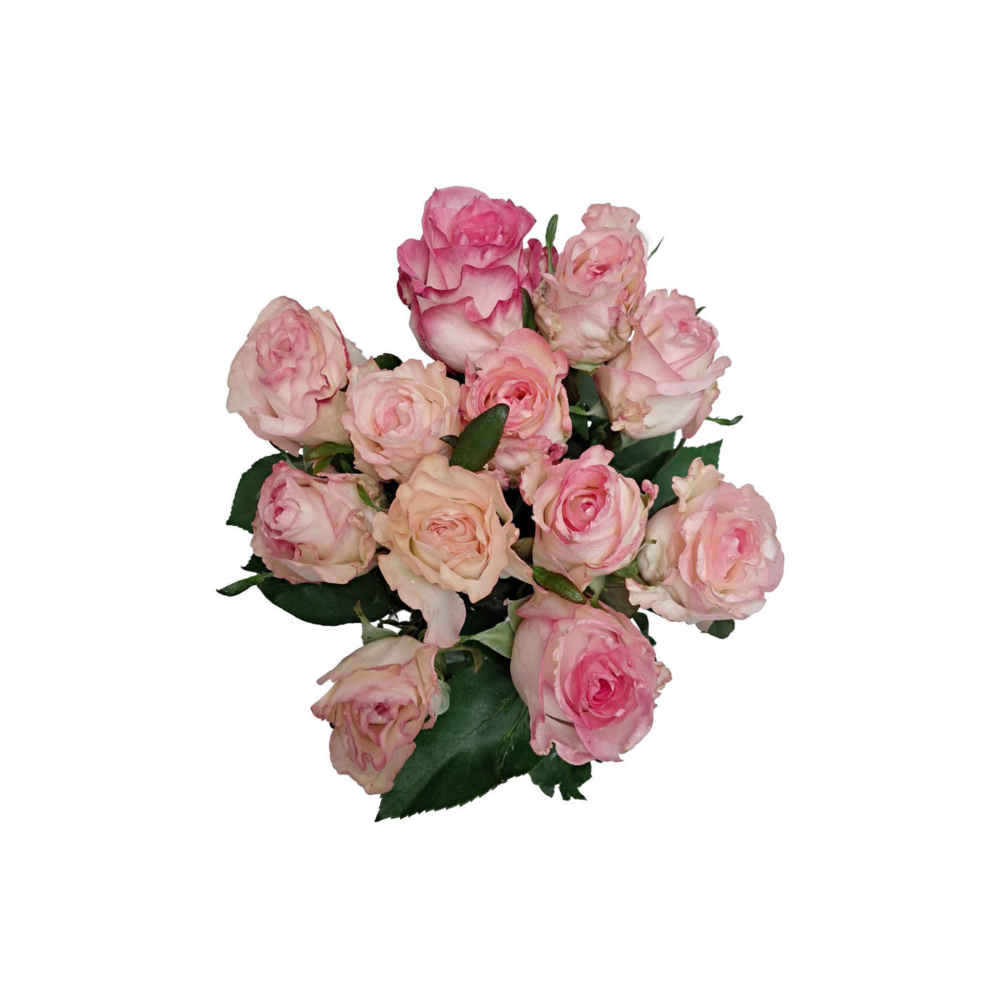 Luxury Pink and White Roses