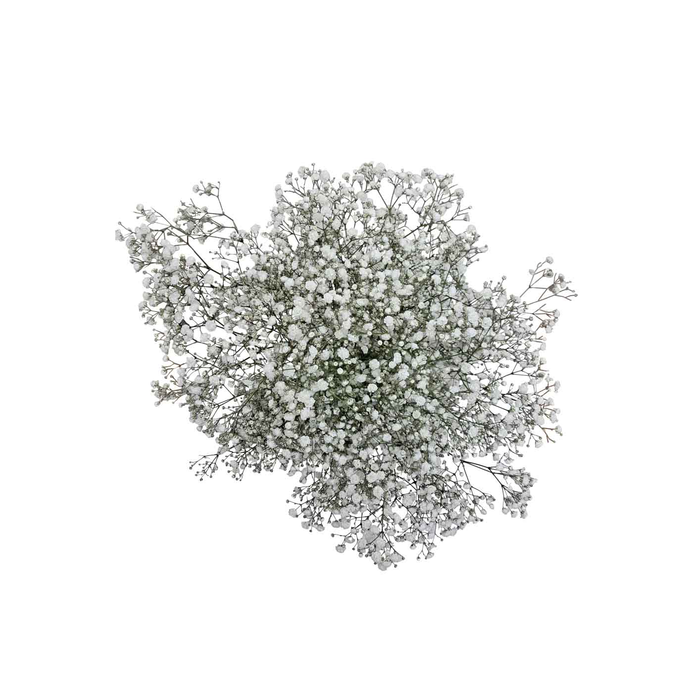 Deluxe White Gypsy Flower