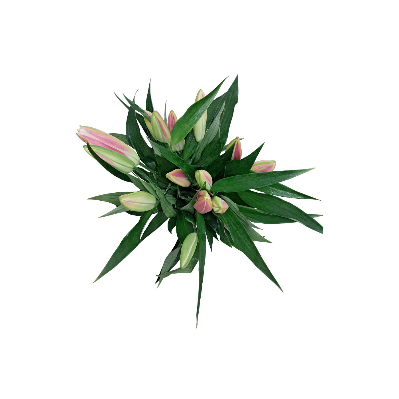 Oriental Pink Lilies