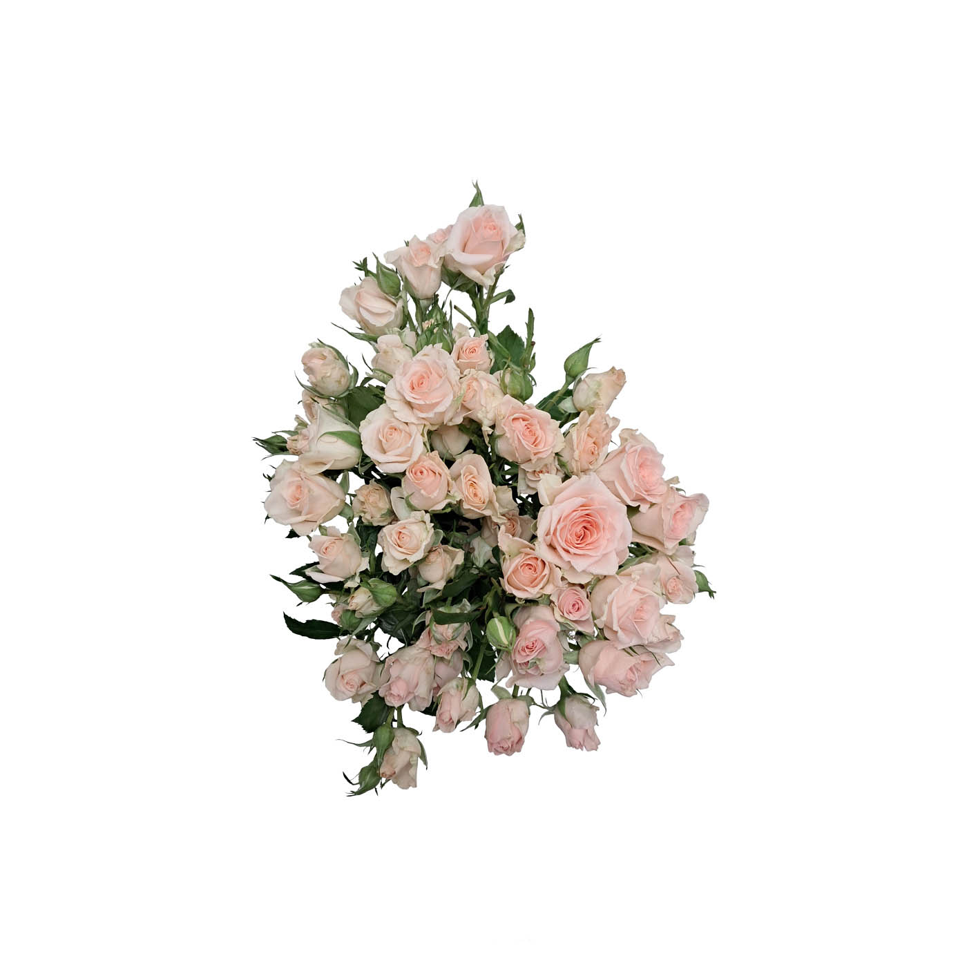 Peach Spray Roses