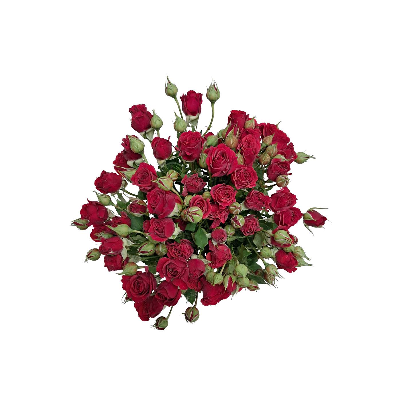 Red Spray Roses