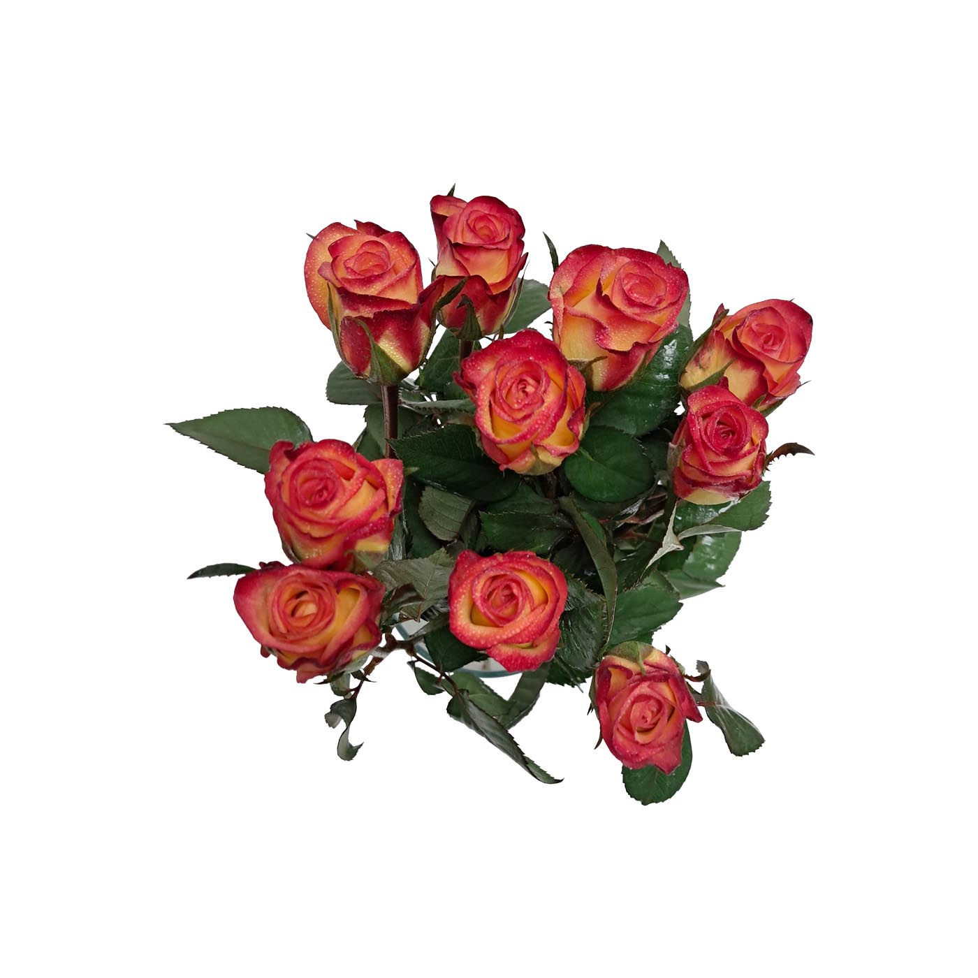 Orange and Yellow Roses