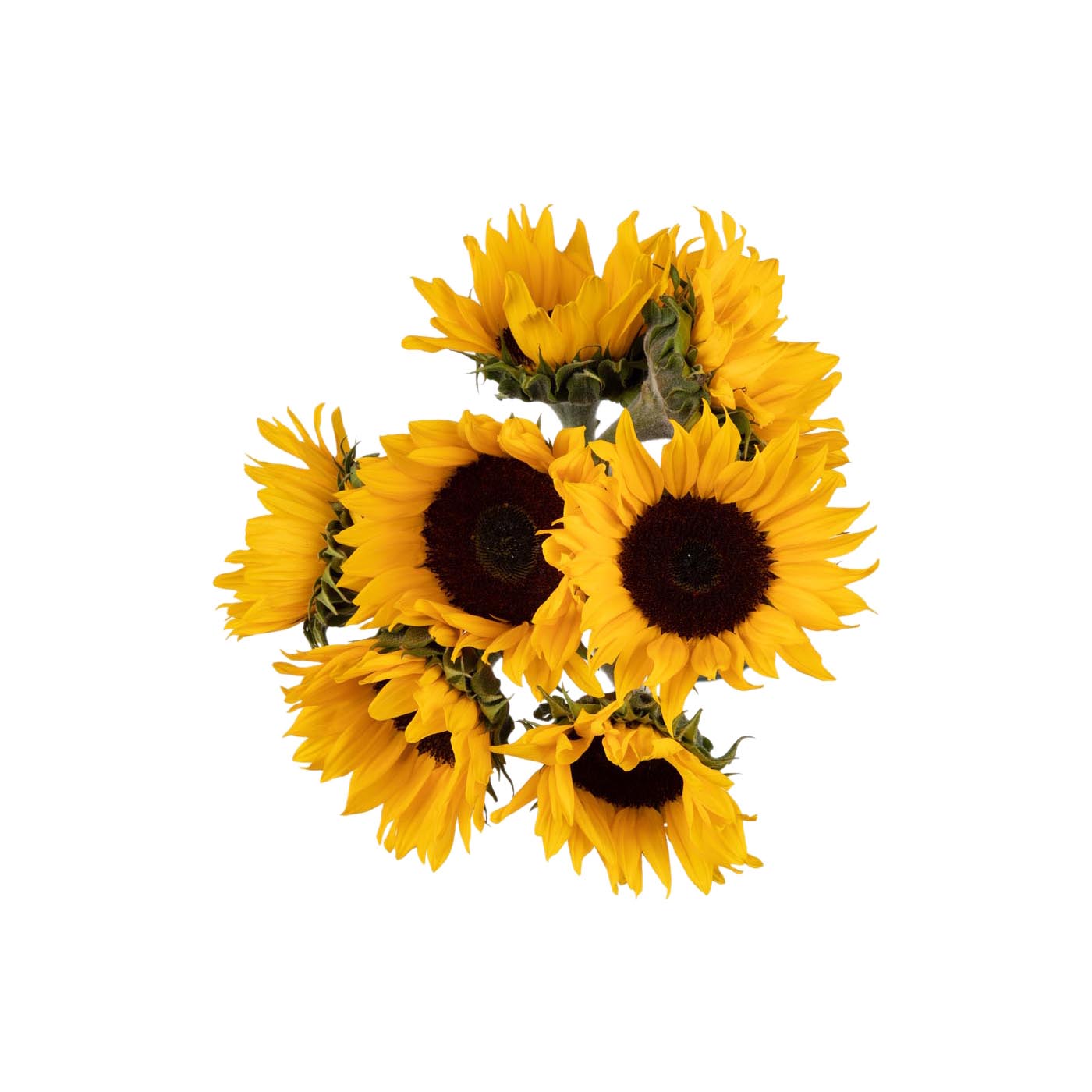 Sunflower Bunch