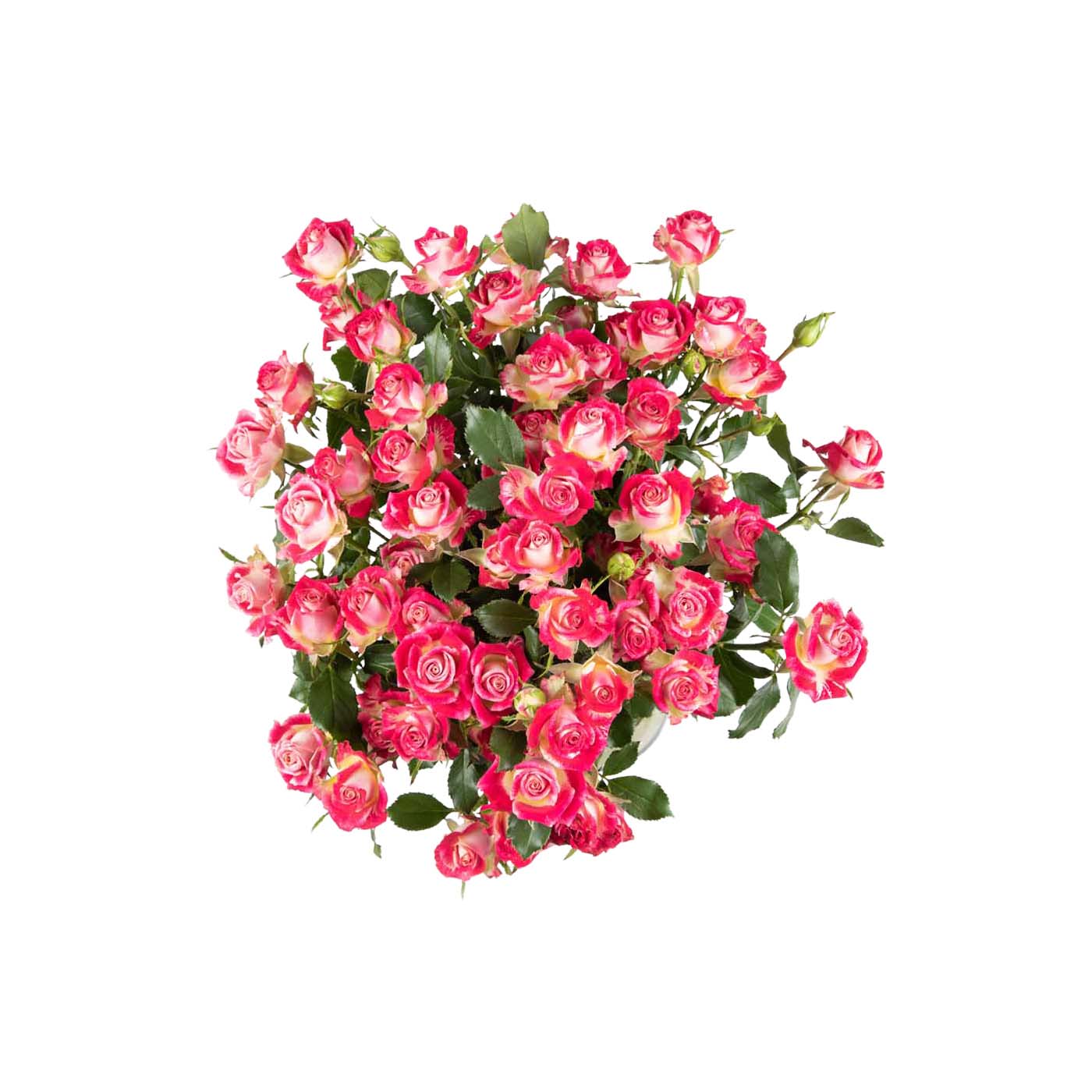 Spray Roses Bala