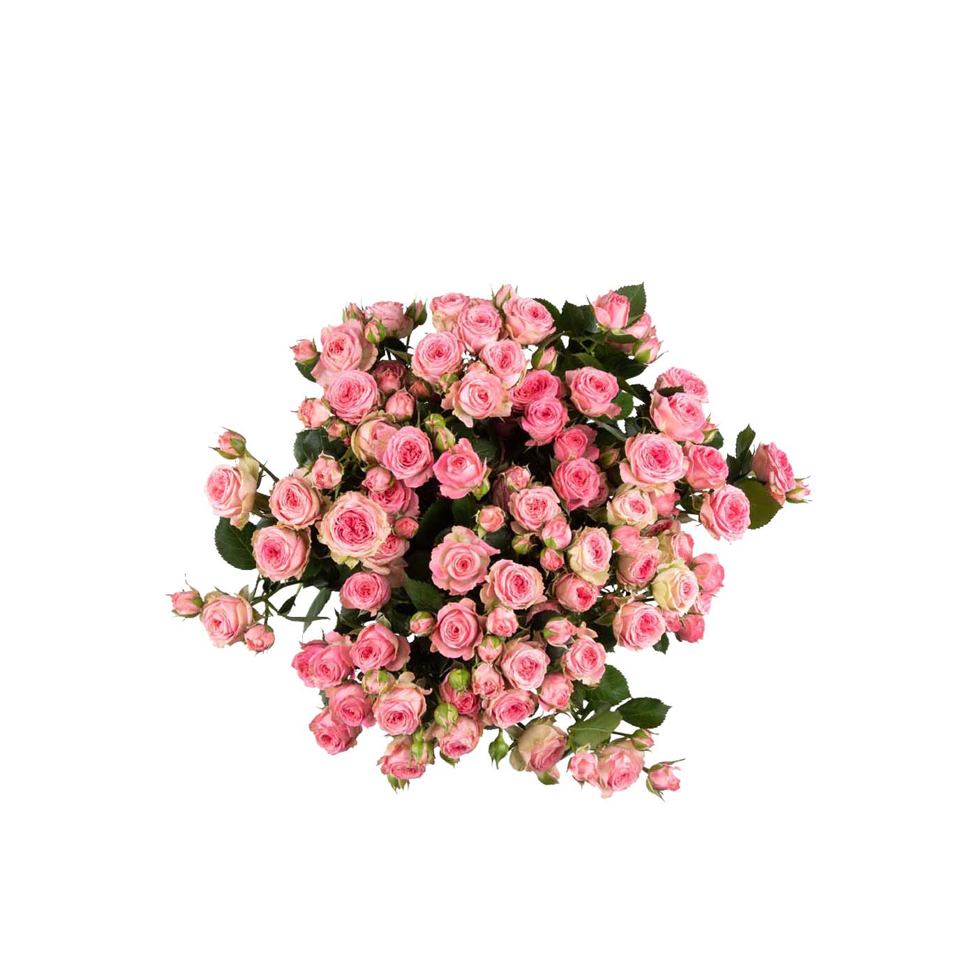 Spray Roses Elisana