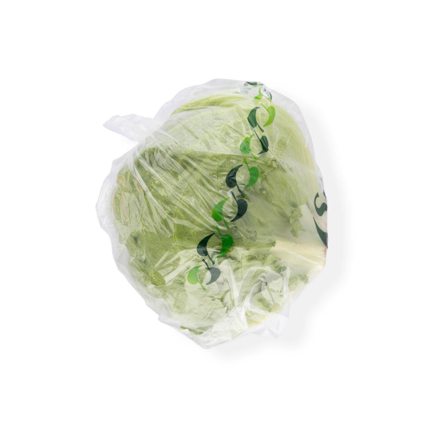 Iceberg Lettuce Holland