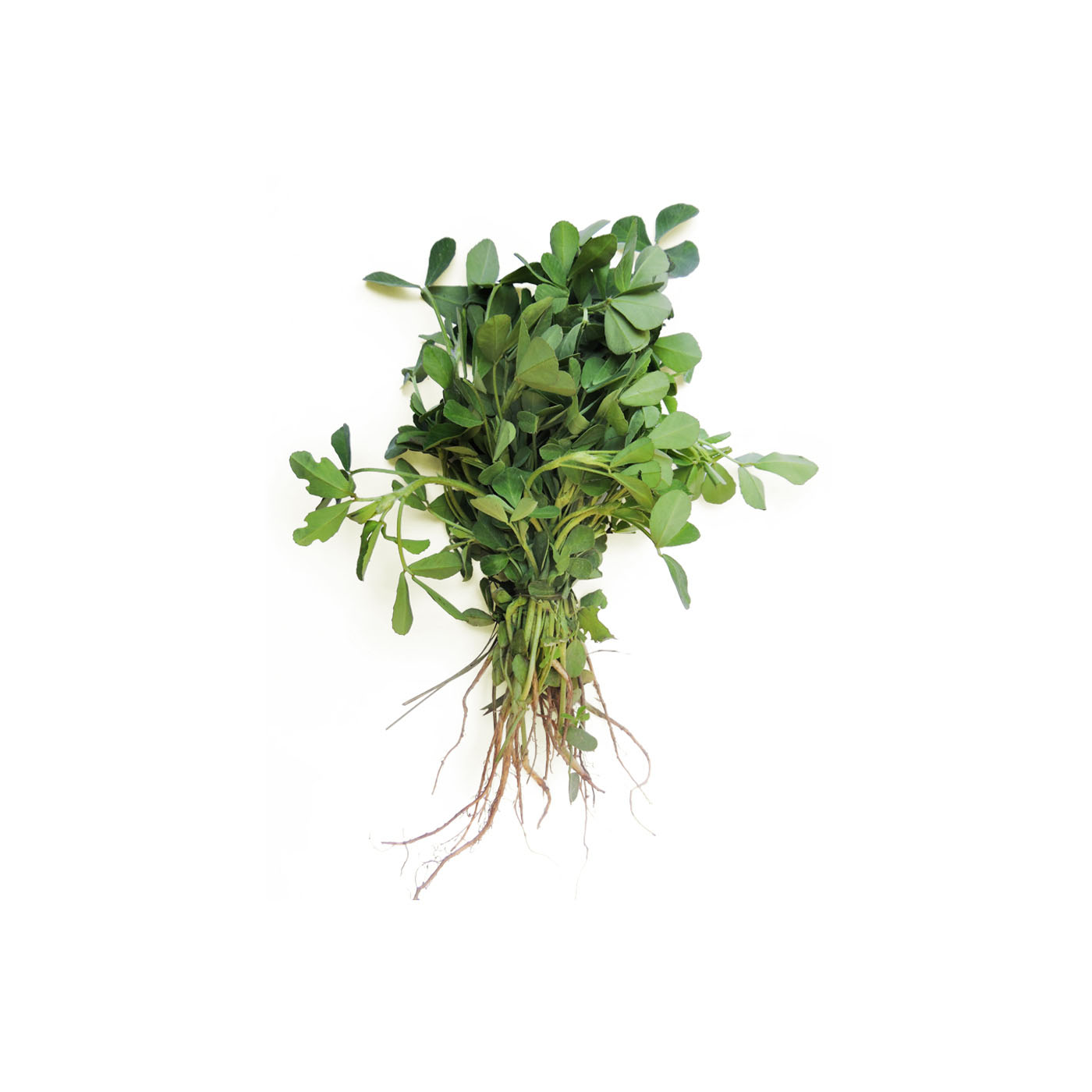 Methi Fenugreek UAE 200g