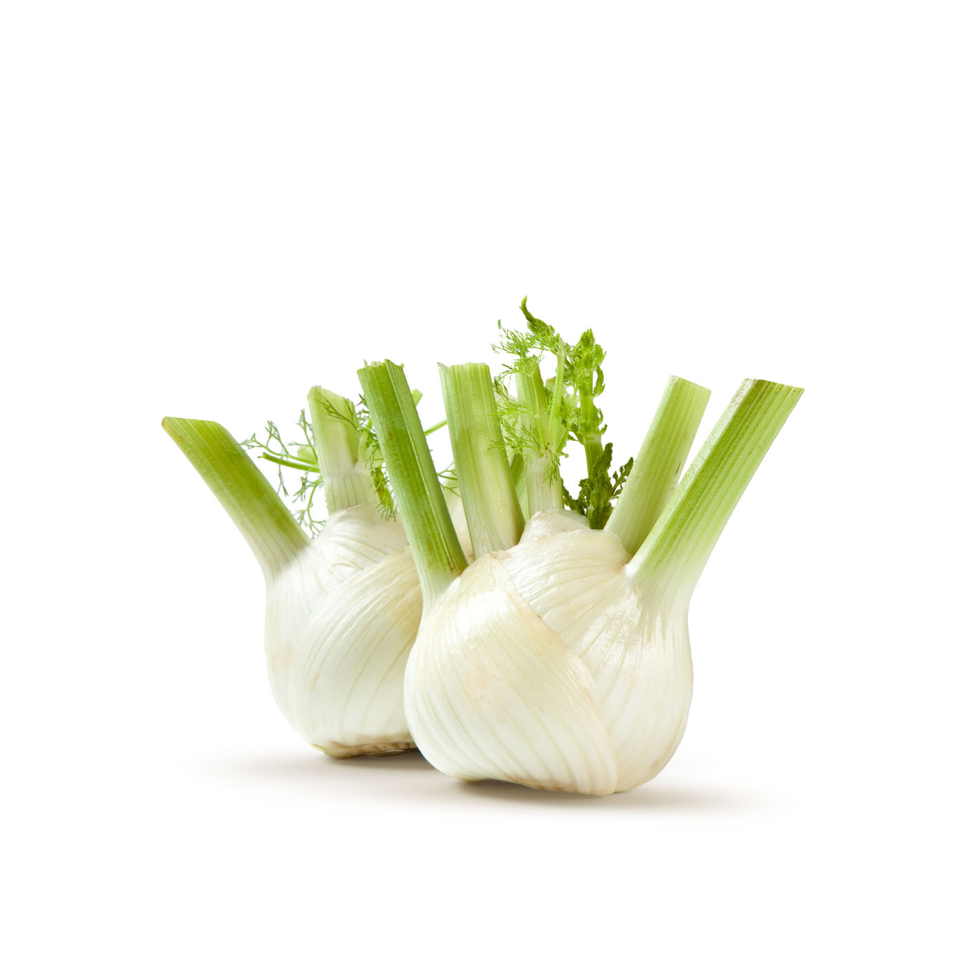 Premium Fennel Italy KG