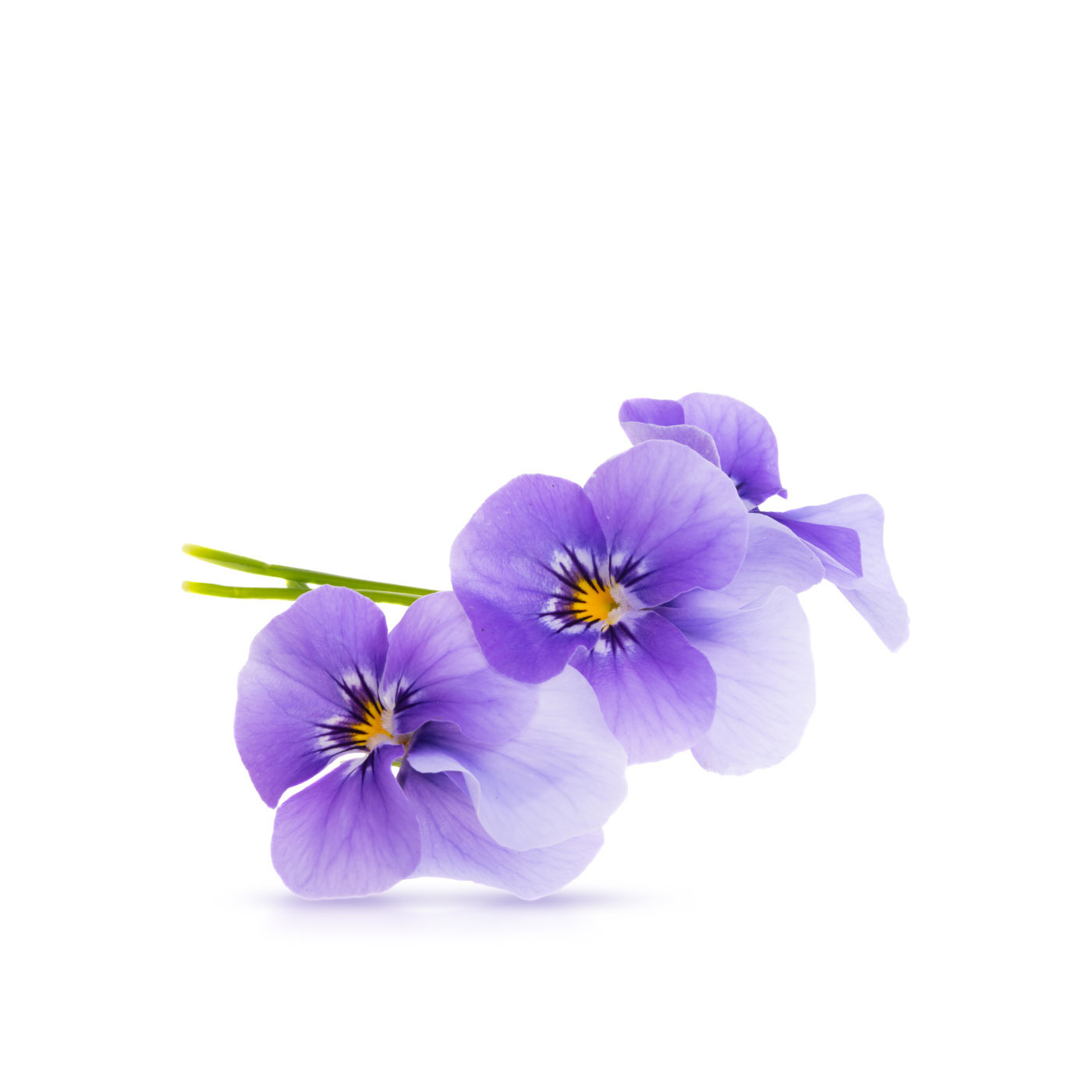 FineFOOD Purple Viola 12g