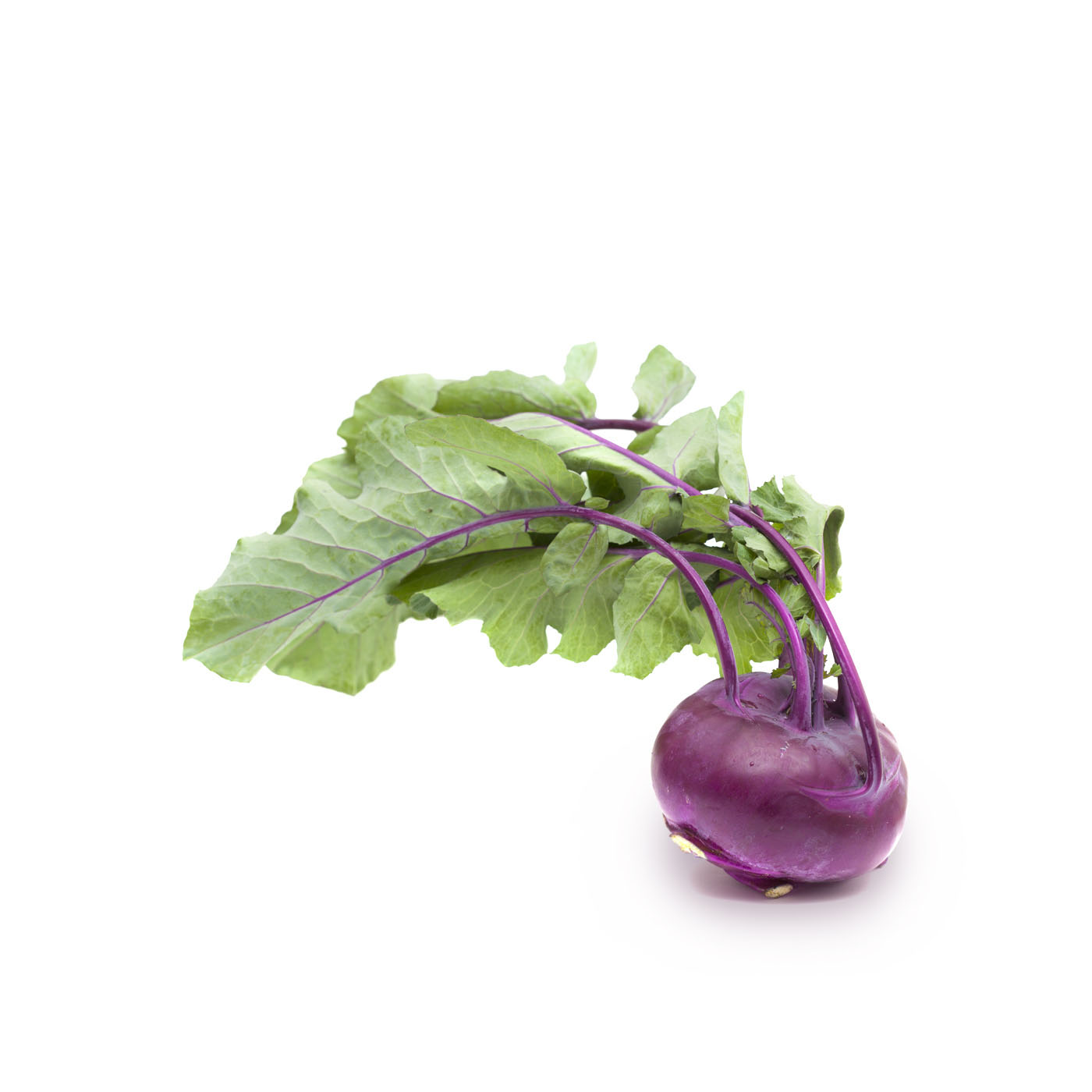 French Organic Kohlrabi Violet Turnip Cabbage
