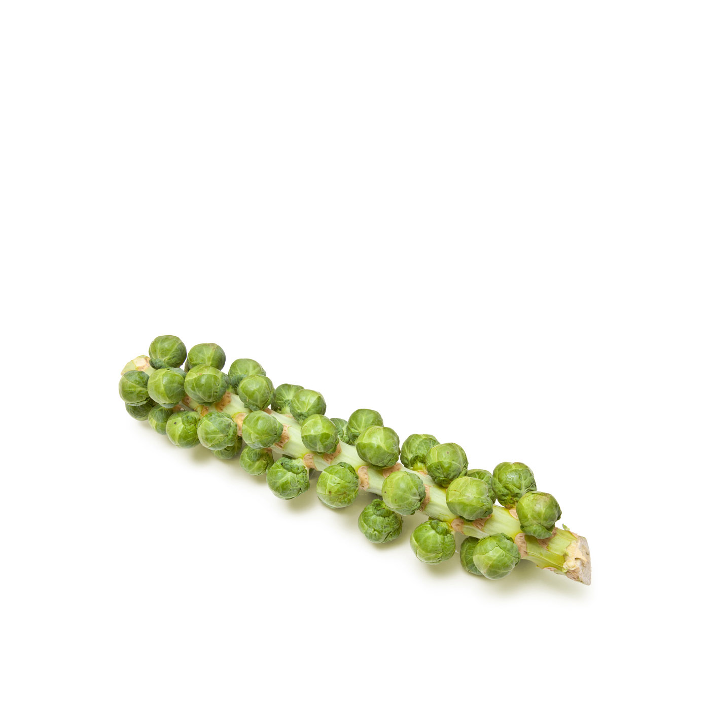 Mudwalls Brussels Sprouts Stalks