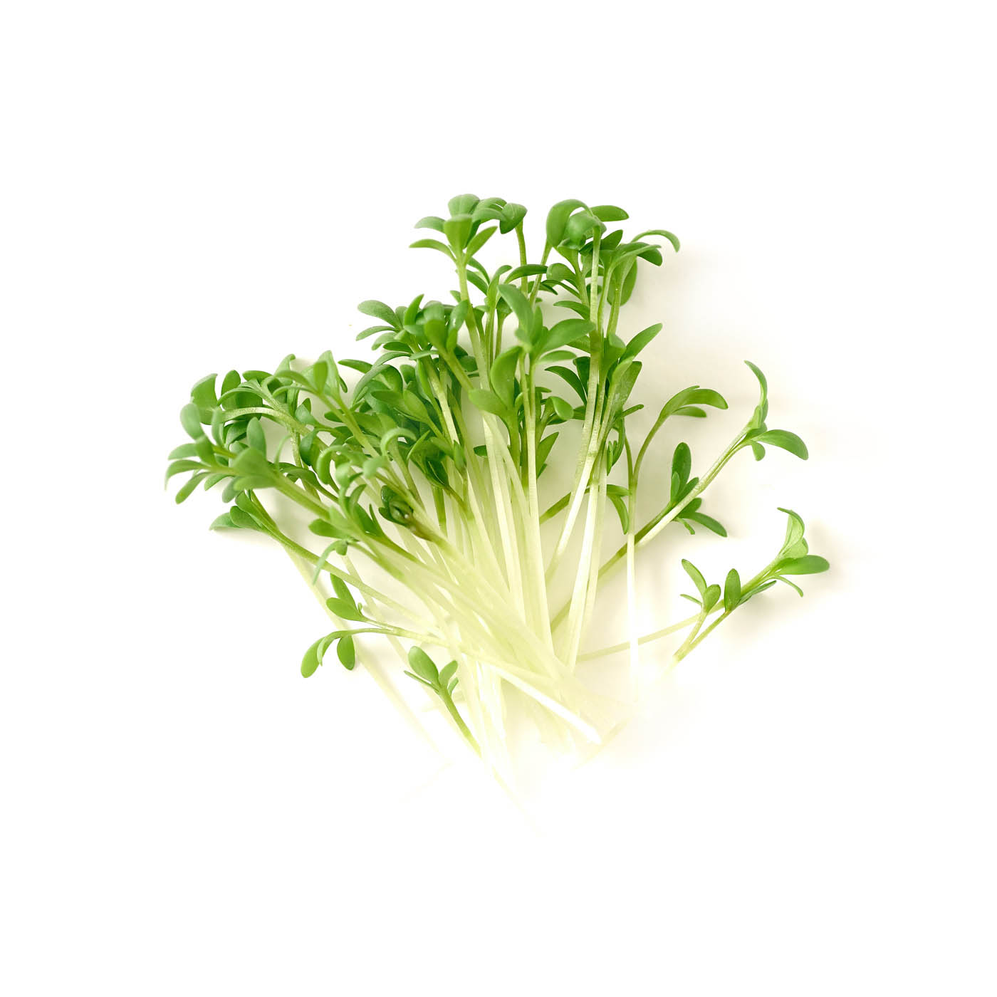Mudwalls British Baby Watercress 100g