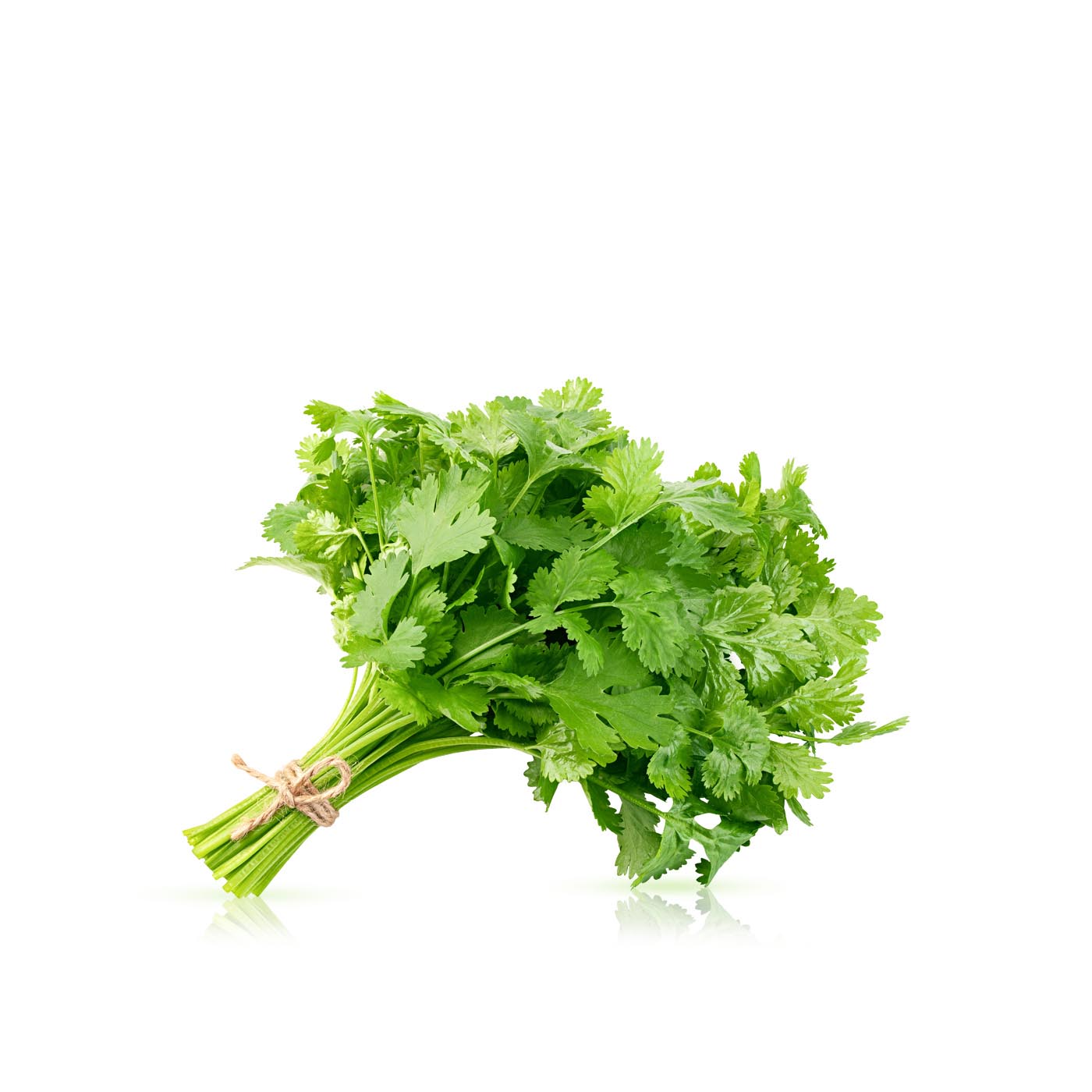 Lakeside Organic Cilantro