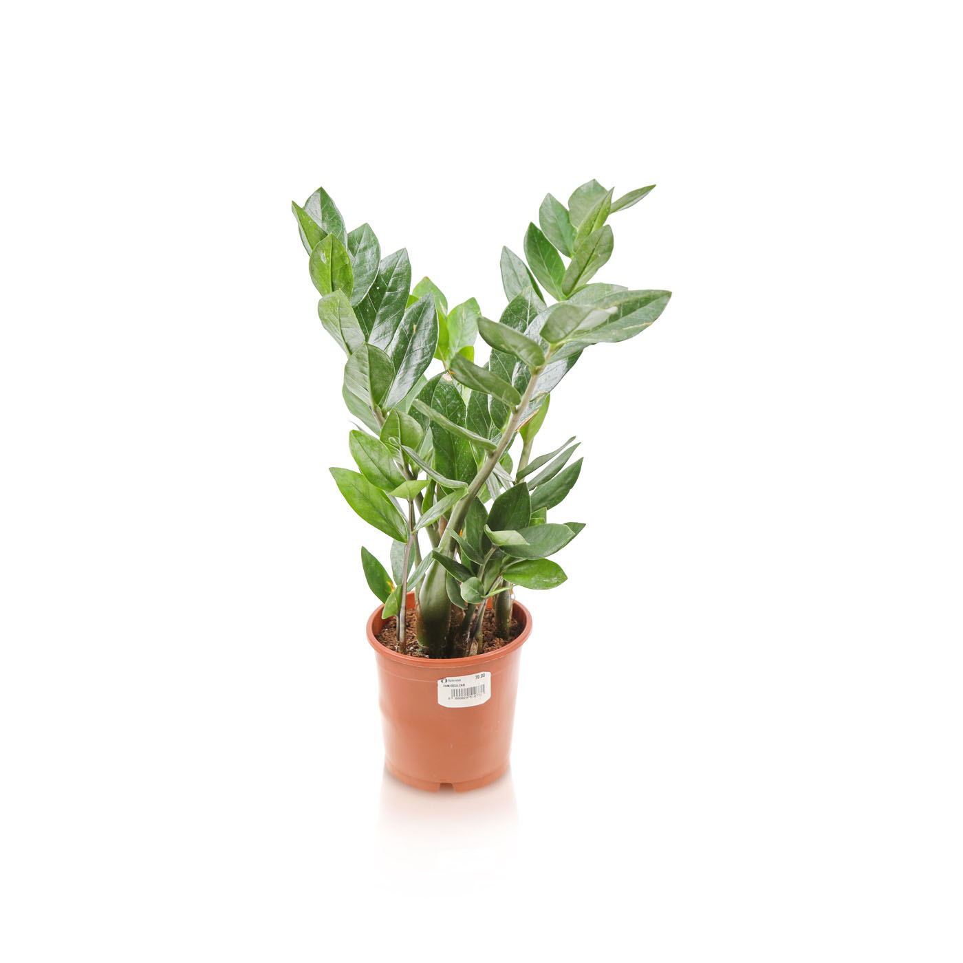 Zamioculcas ZZ plant