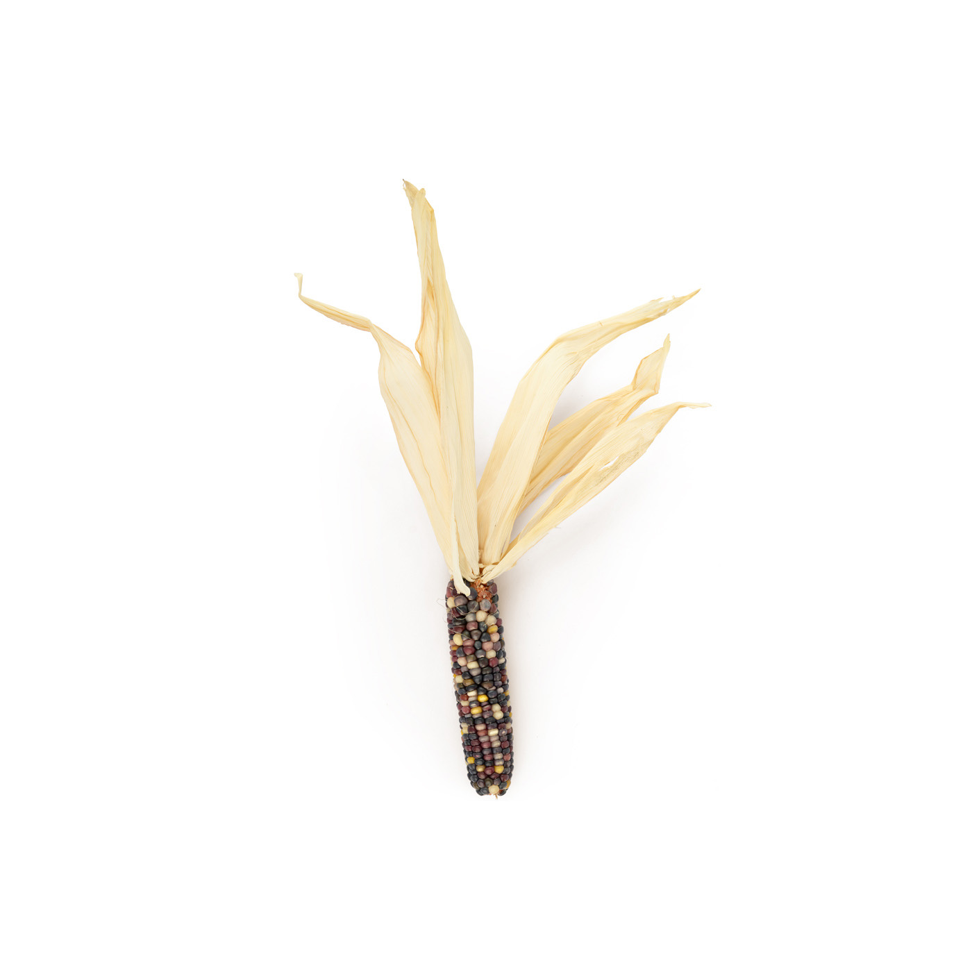Ornamental Corn x 1 - Spinneys United Arab Emirates