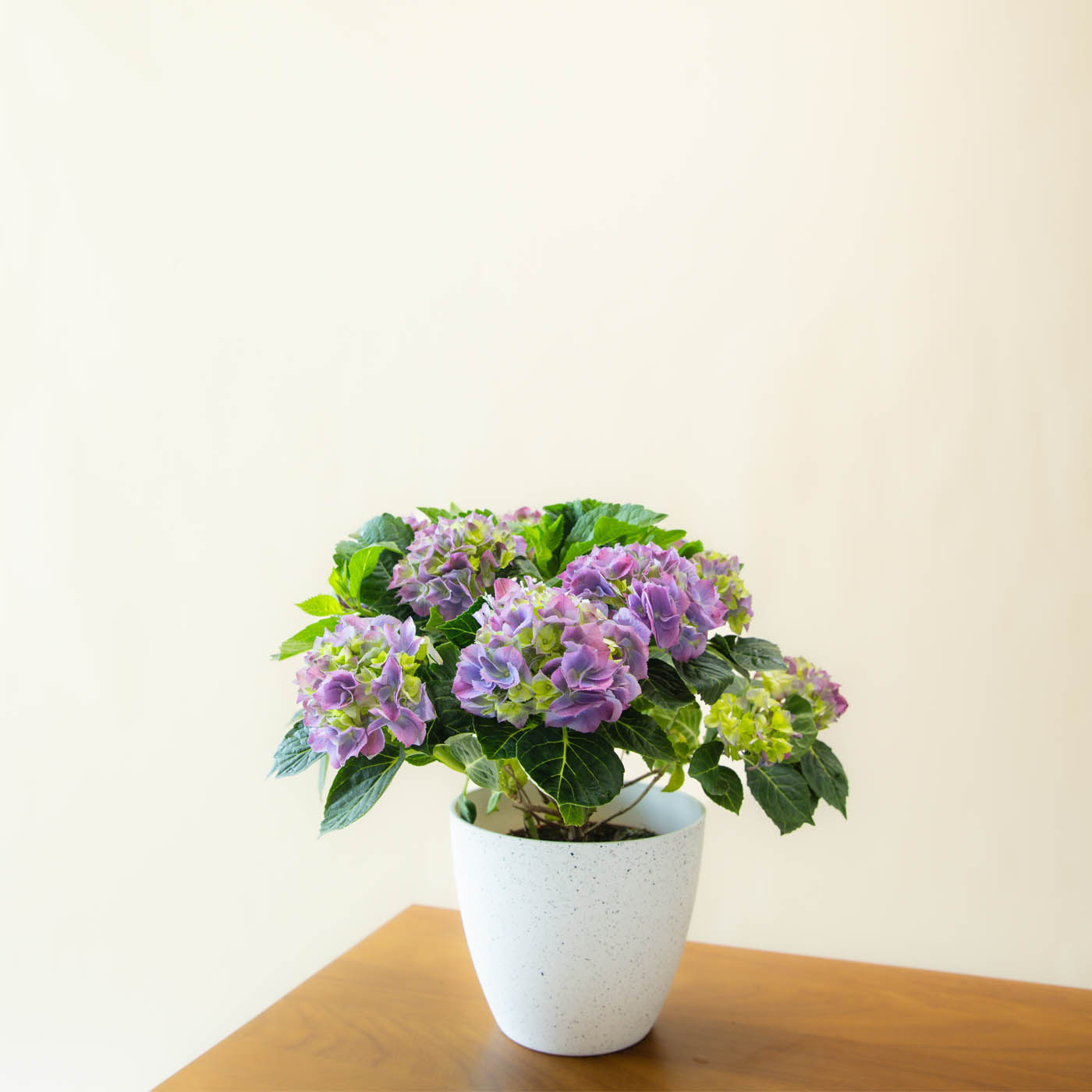 HYDRANGEA SPECIAL