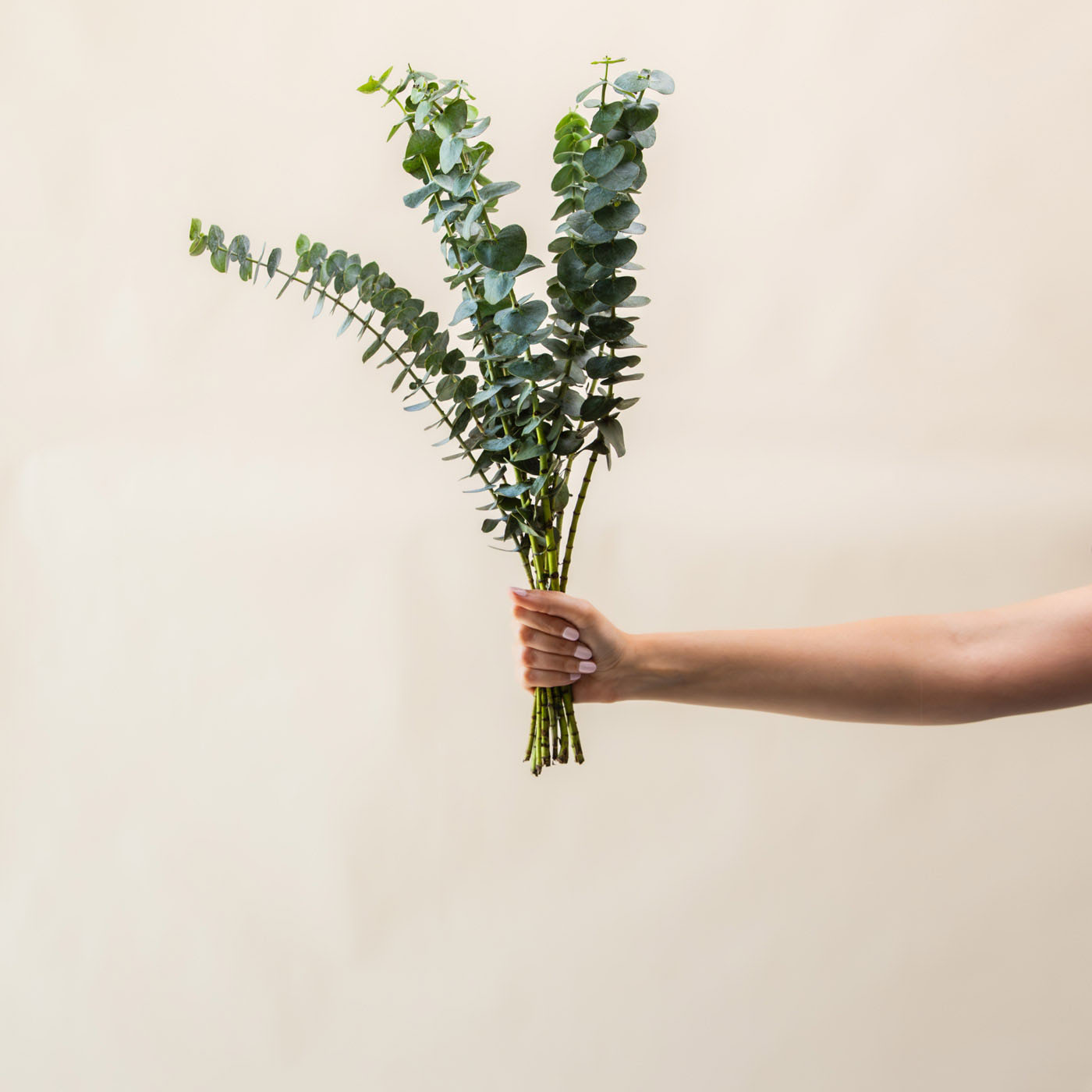 Baby Blue Eucalyptus