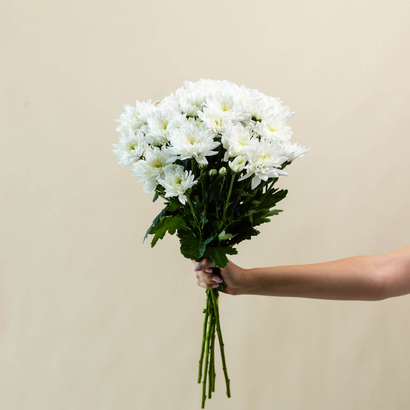 White Chrysanthemums