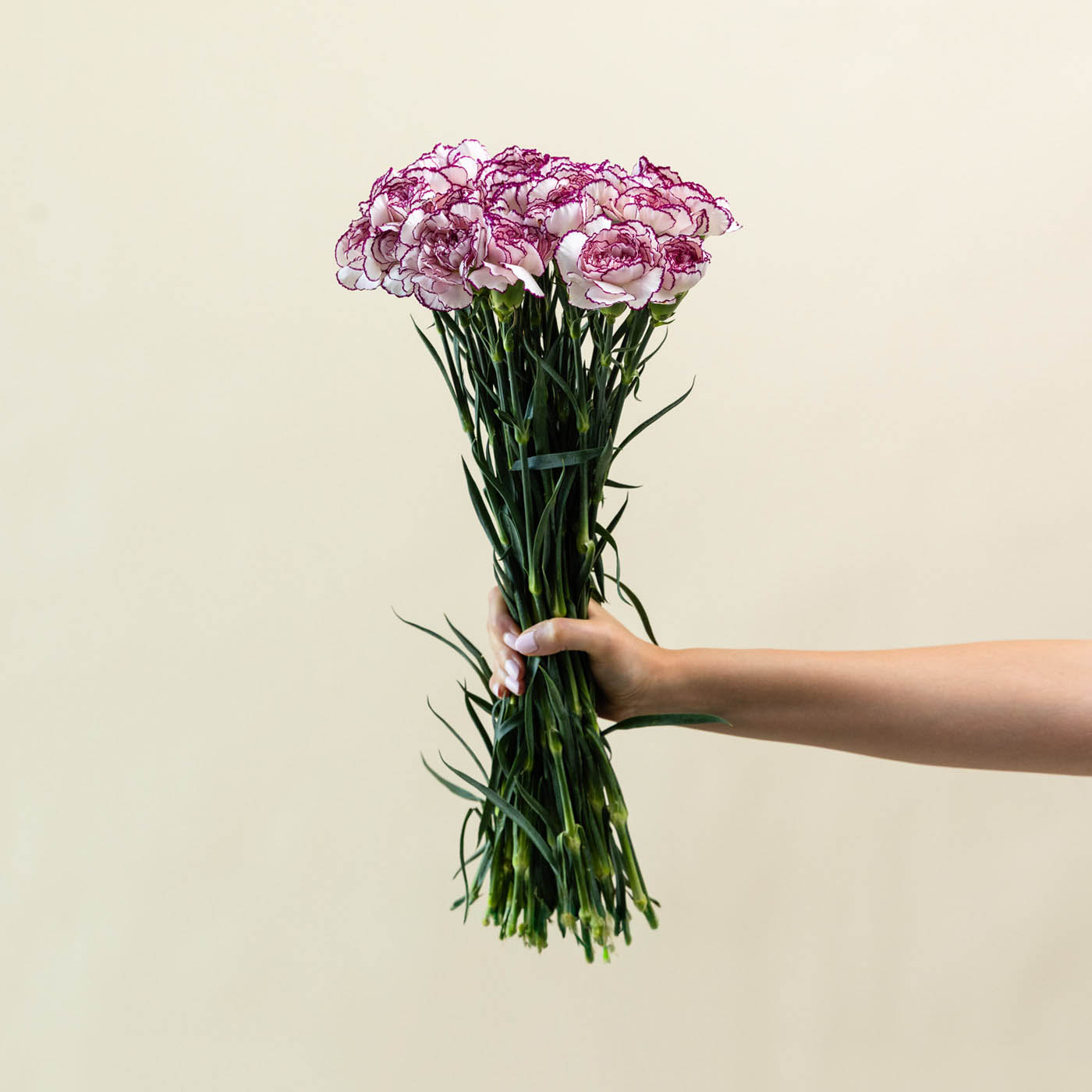 Lavender Carnation Bunch