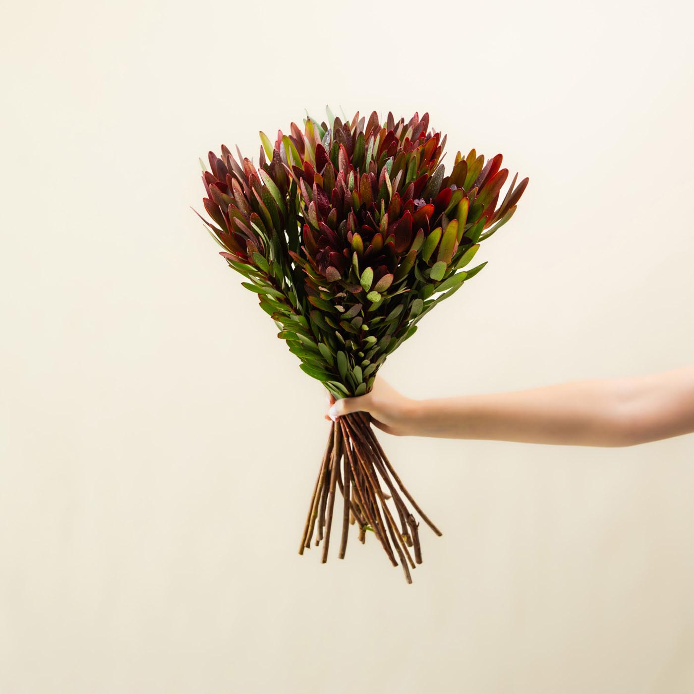 Leucadendron 'safari Sunset'