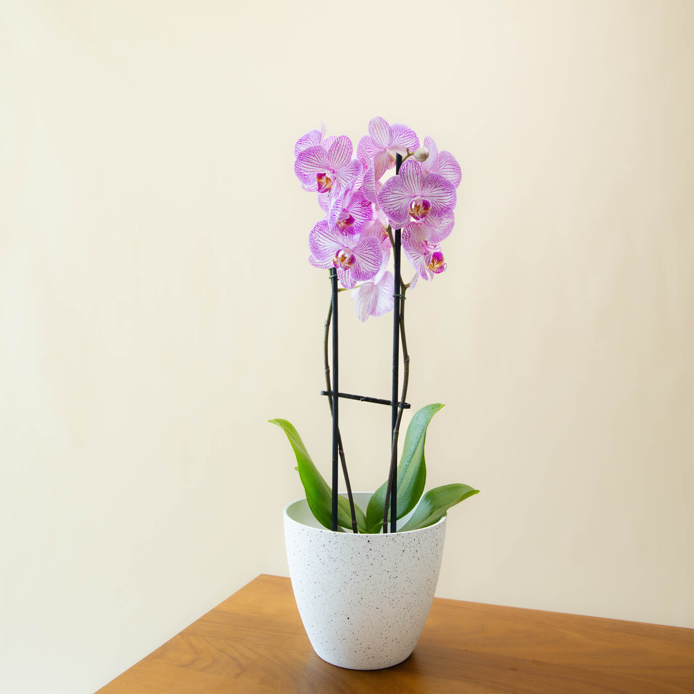 Phalaenopsis Bico