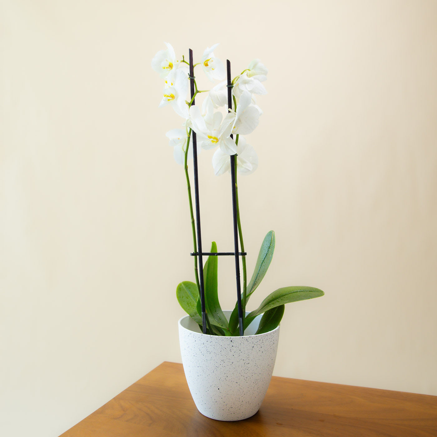 White Phalaenopsis Stems x 2