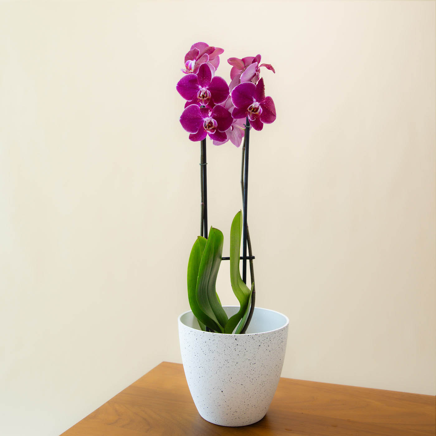 Purple Phalaenopsis Stems x 2