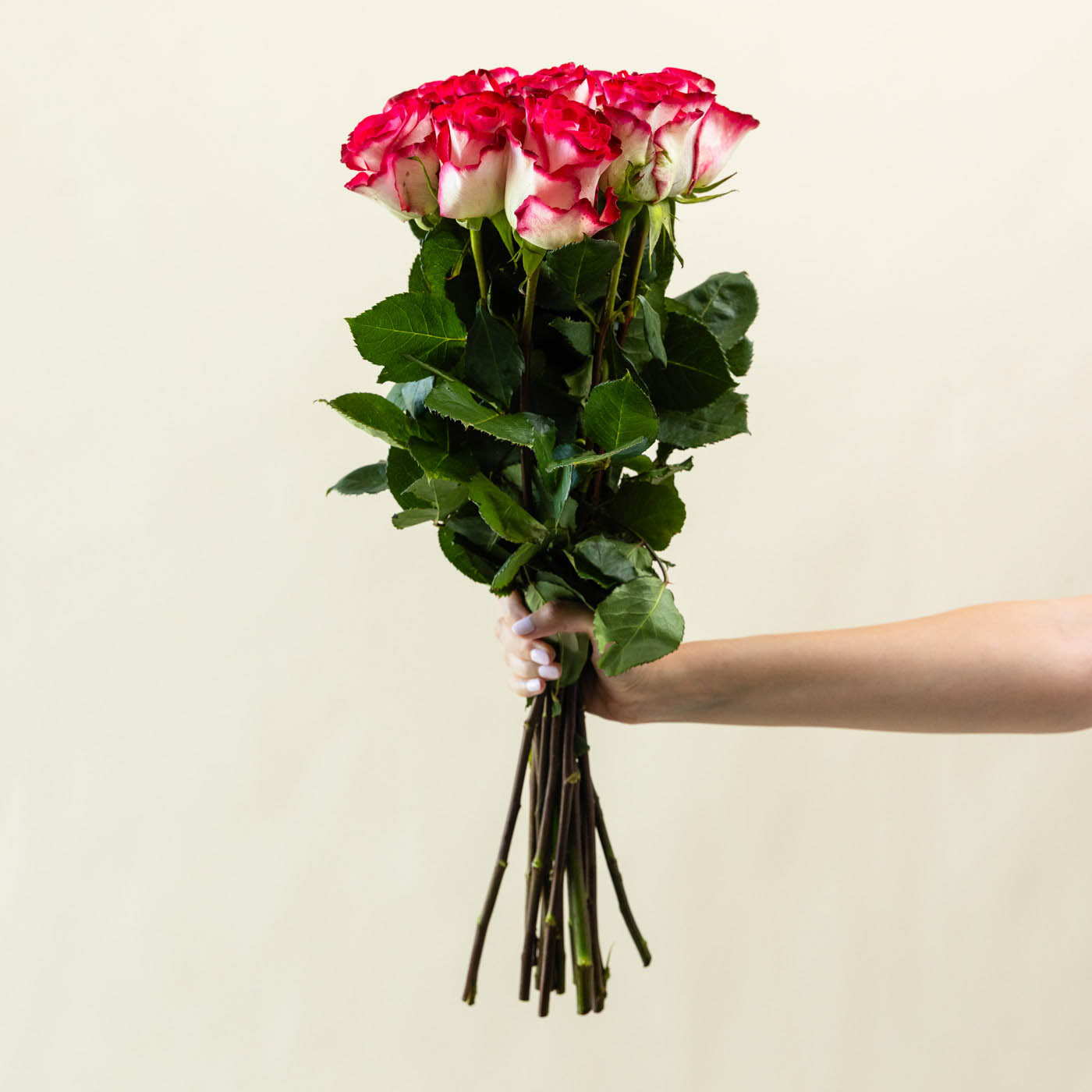 Luxury Pink and White Roses