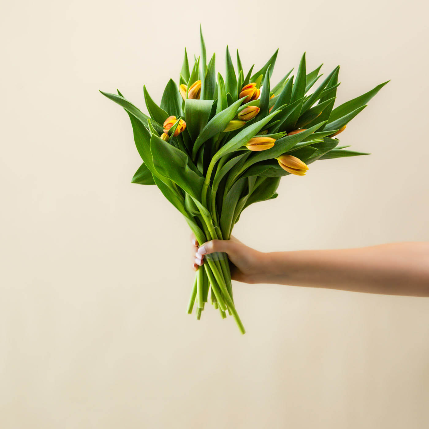 Tulip Bunch Bico Orange