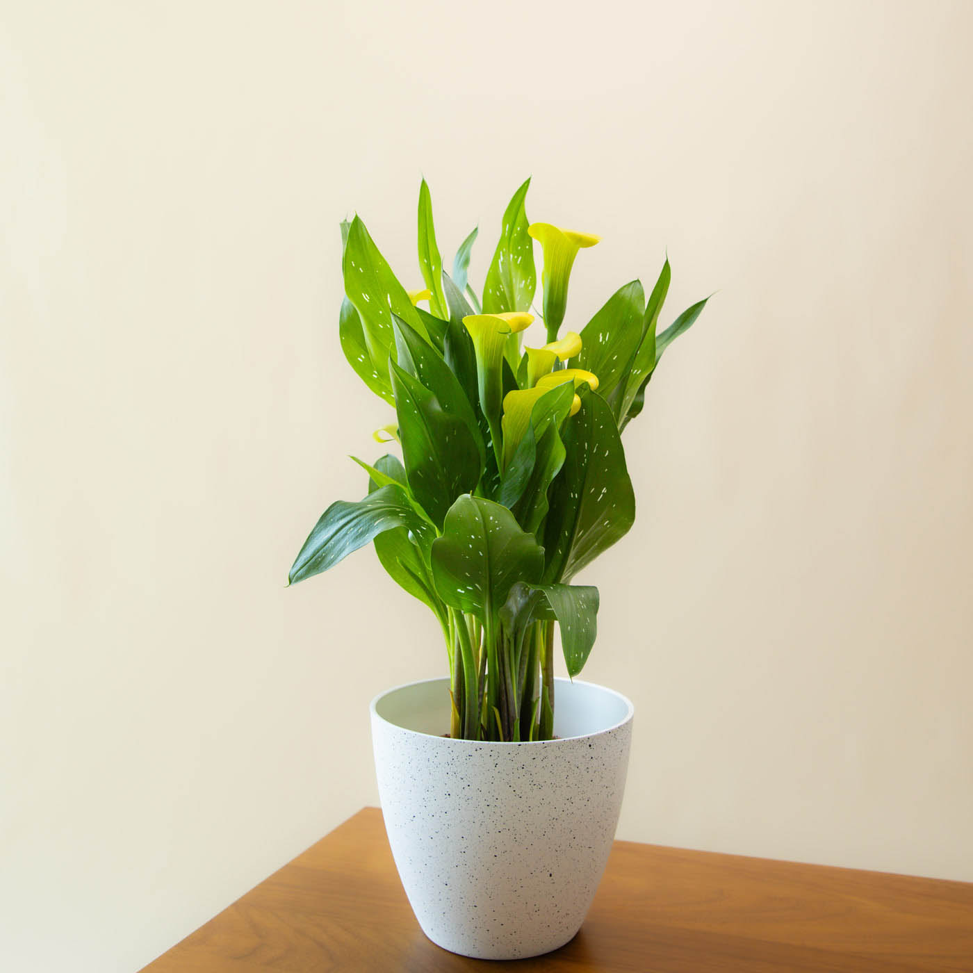 Calla Lily Plant