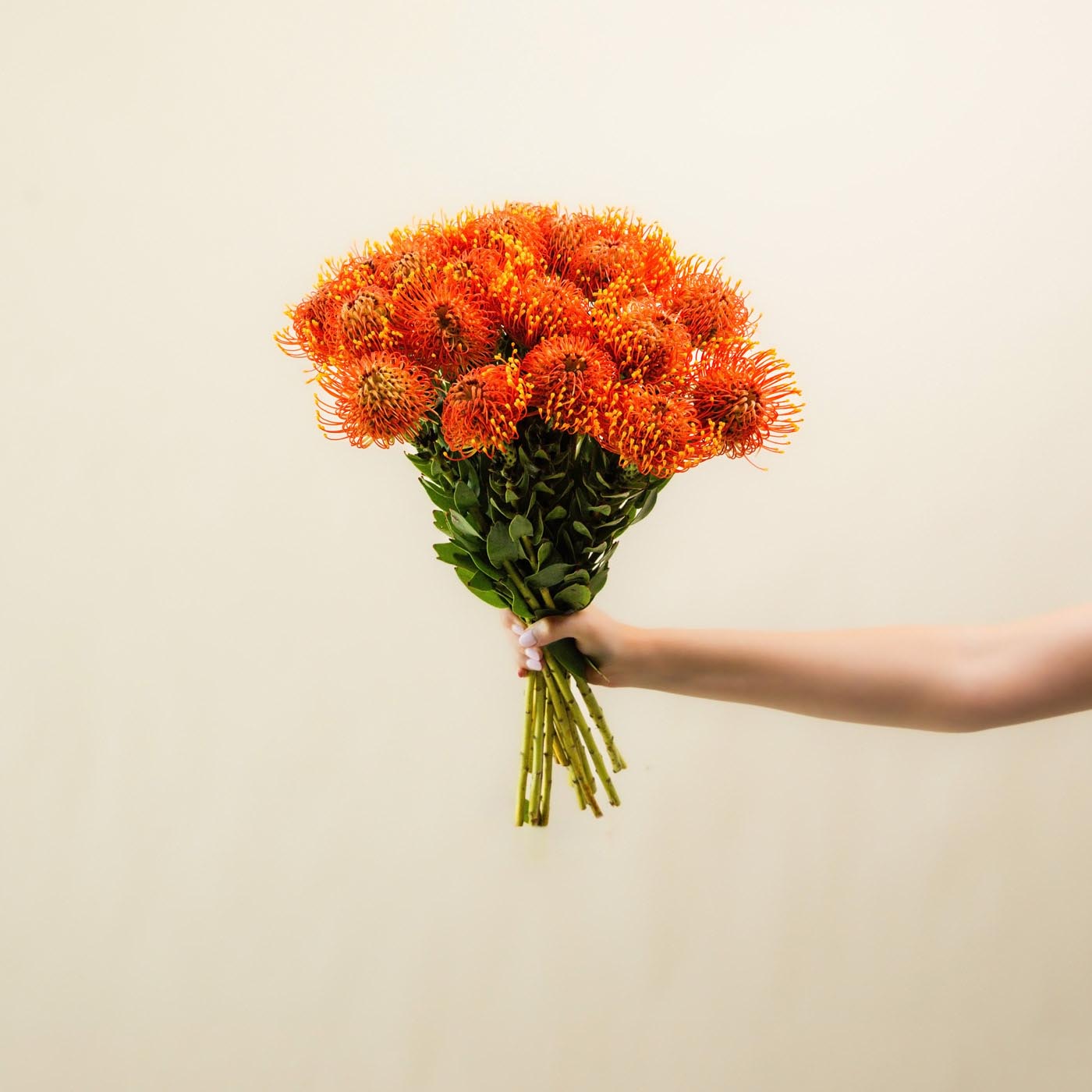 Leucospermum Bunch