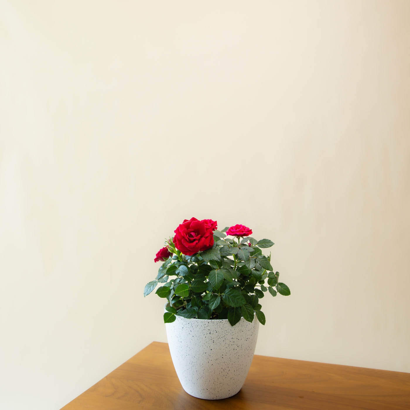 Rose Plant Pot