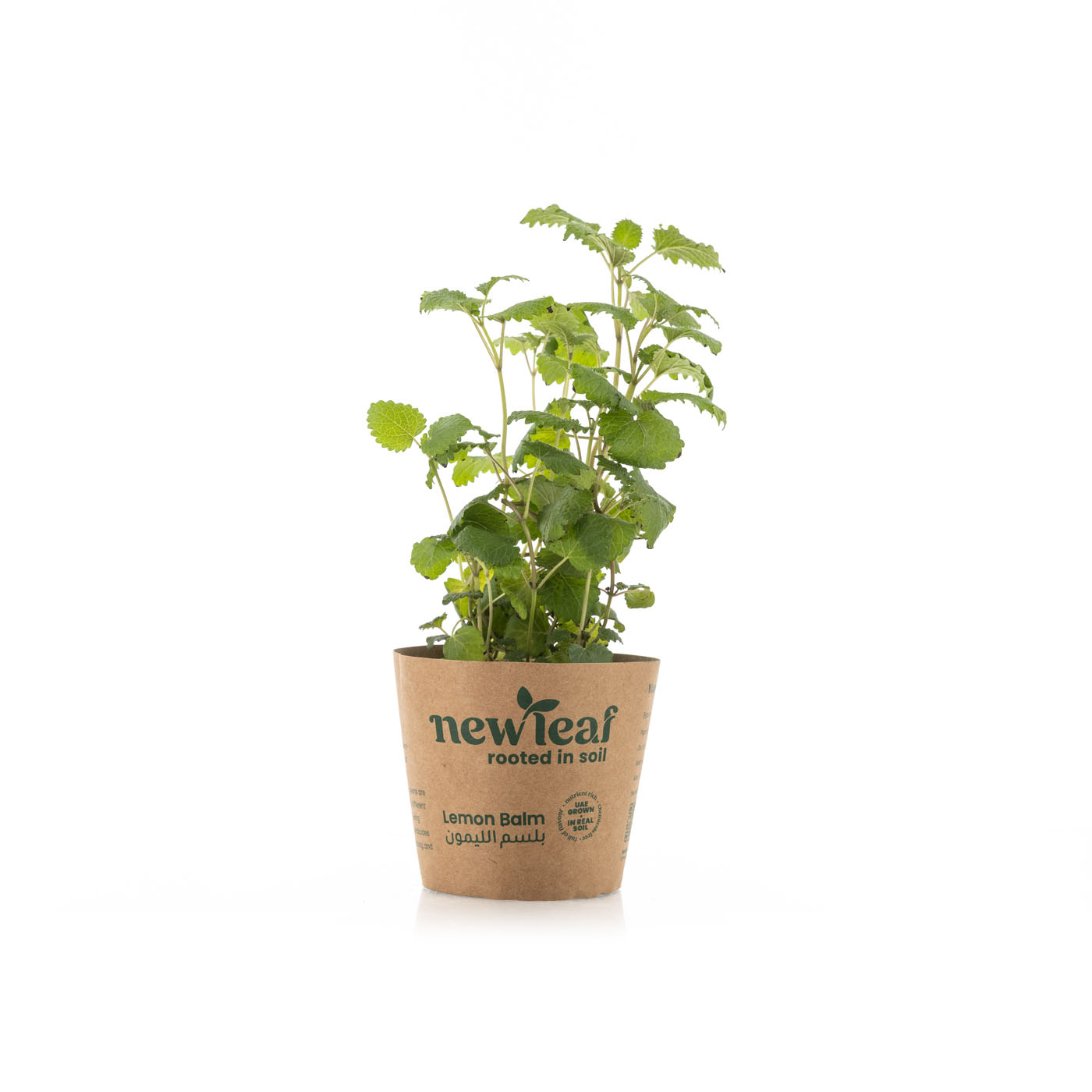 New Leaf Premium Lemon Balm Pot