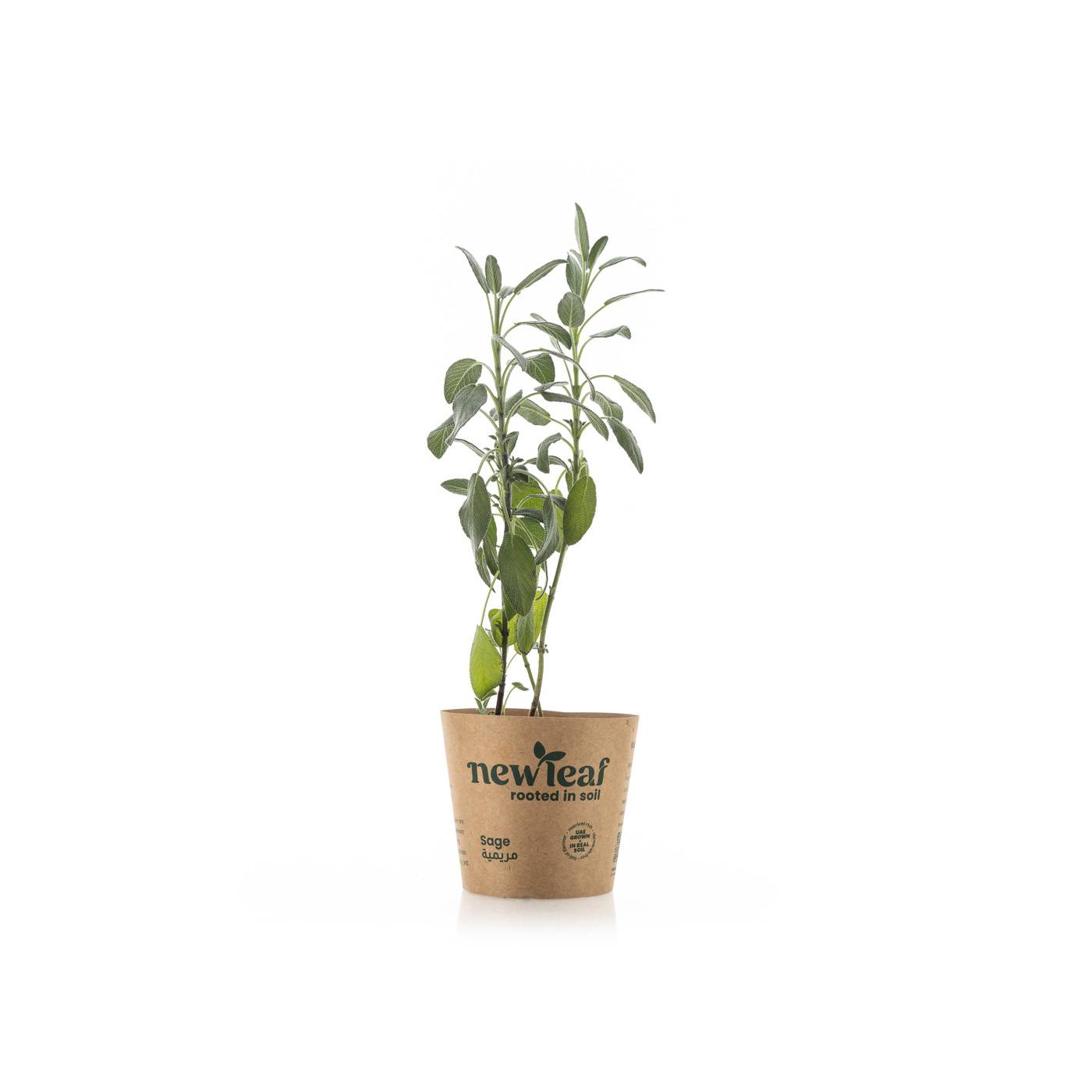 New Leaf Premium Sage Pot