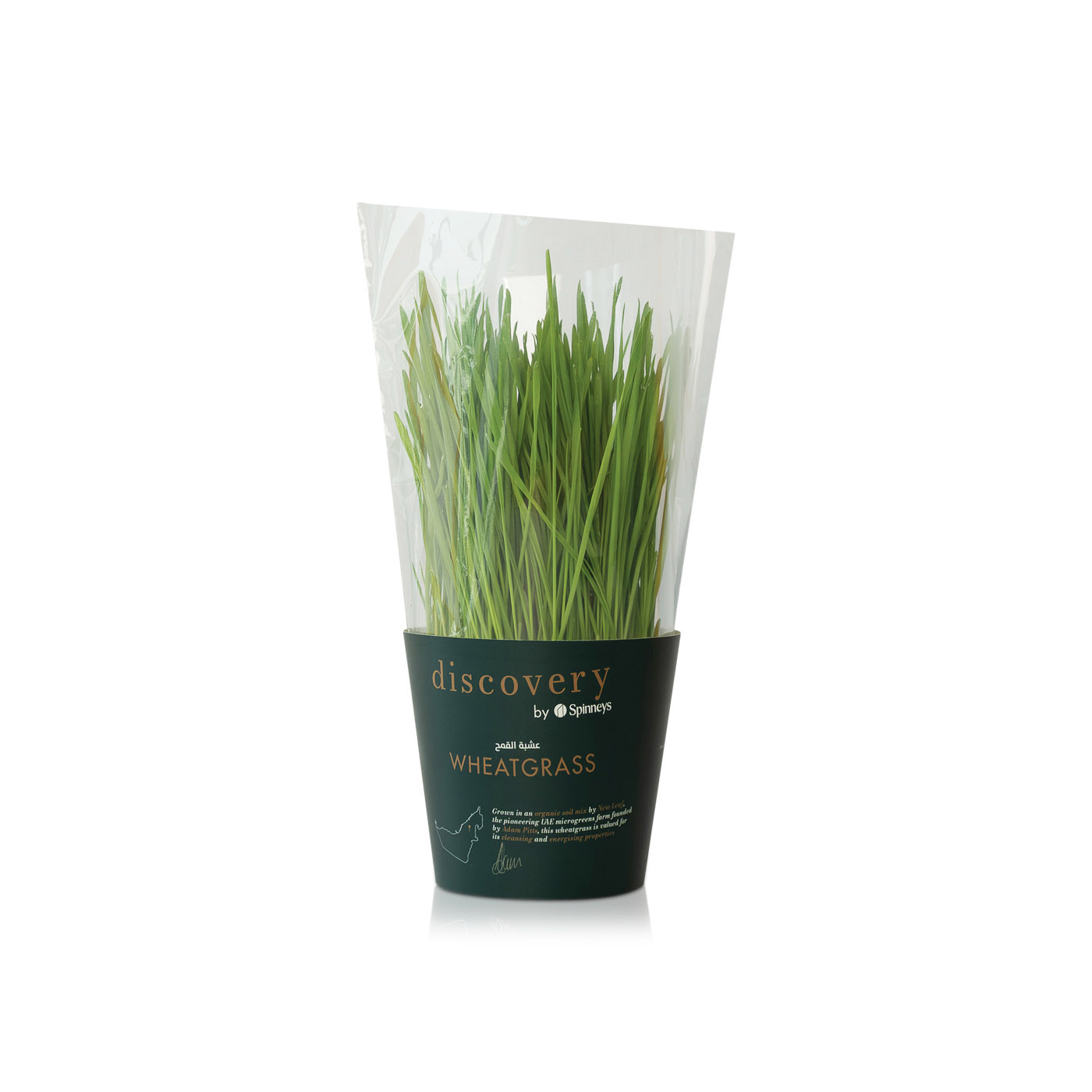 Discovery by Spinneys Wheatgrass Plant