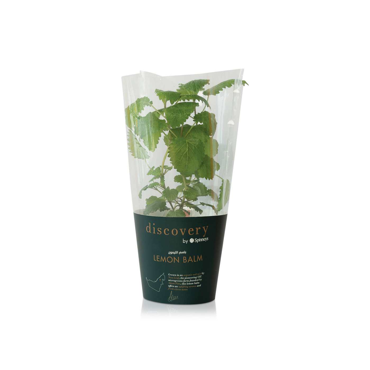 Discovery by Spinneys Lemon Balm Plant