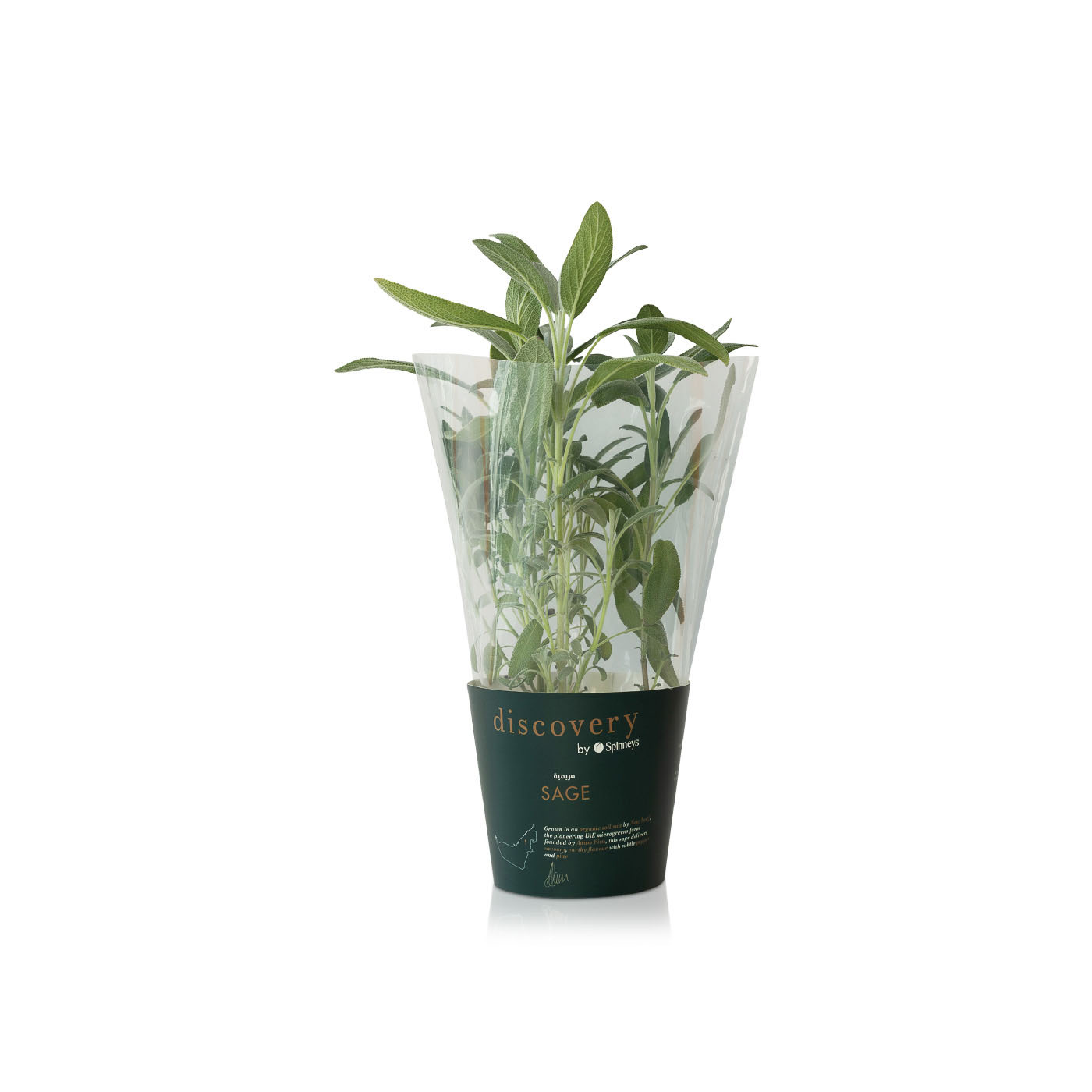 Discovery by Spinneys Sage Plant