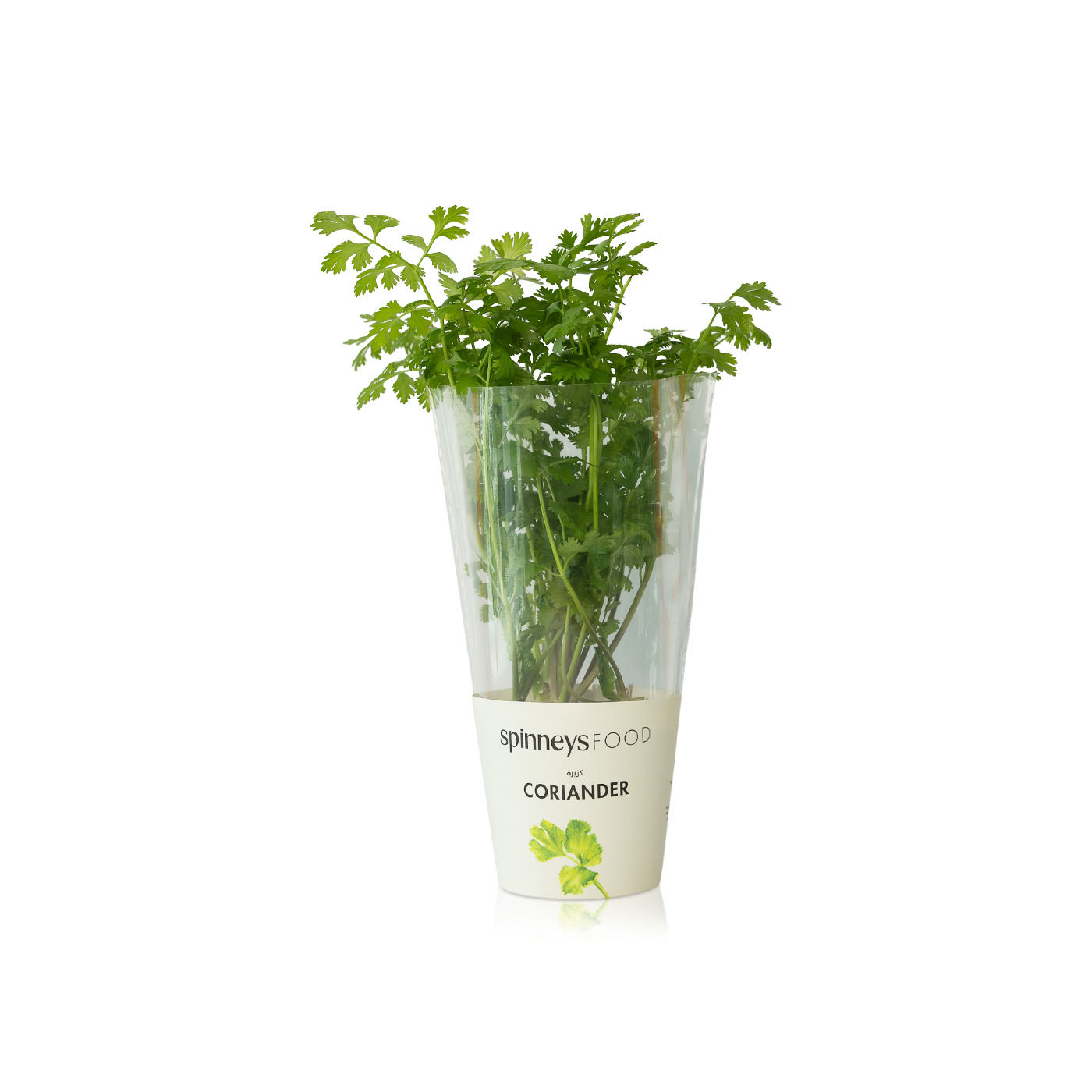 Spinneysfood Coriander Plant