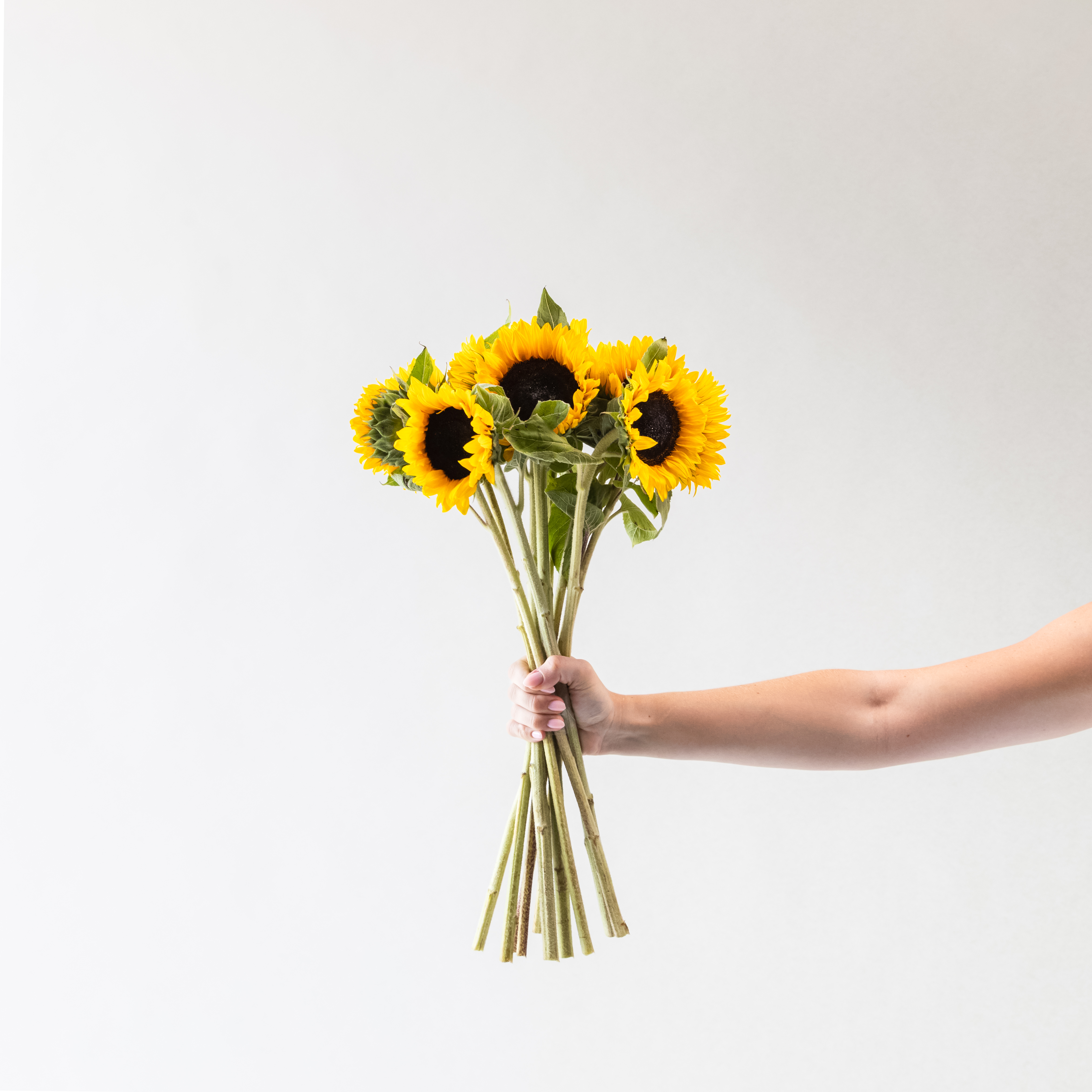 Sunflower Bunch