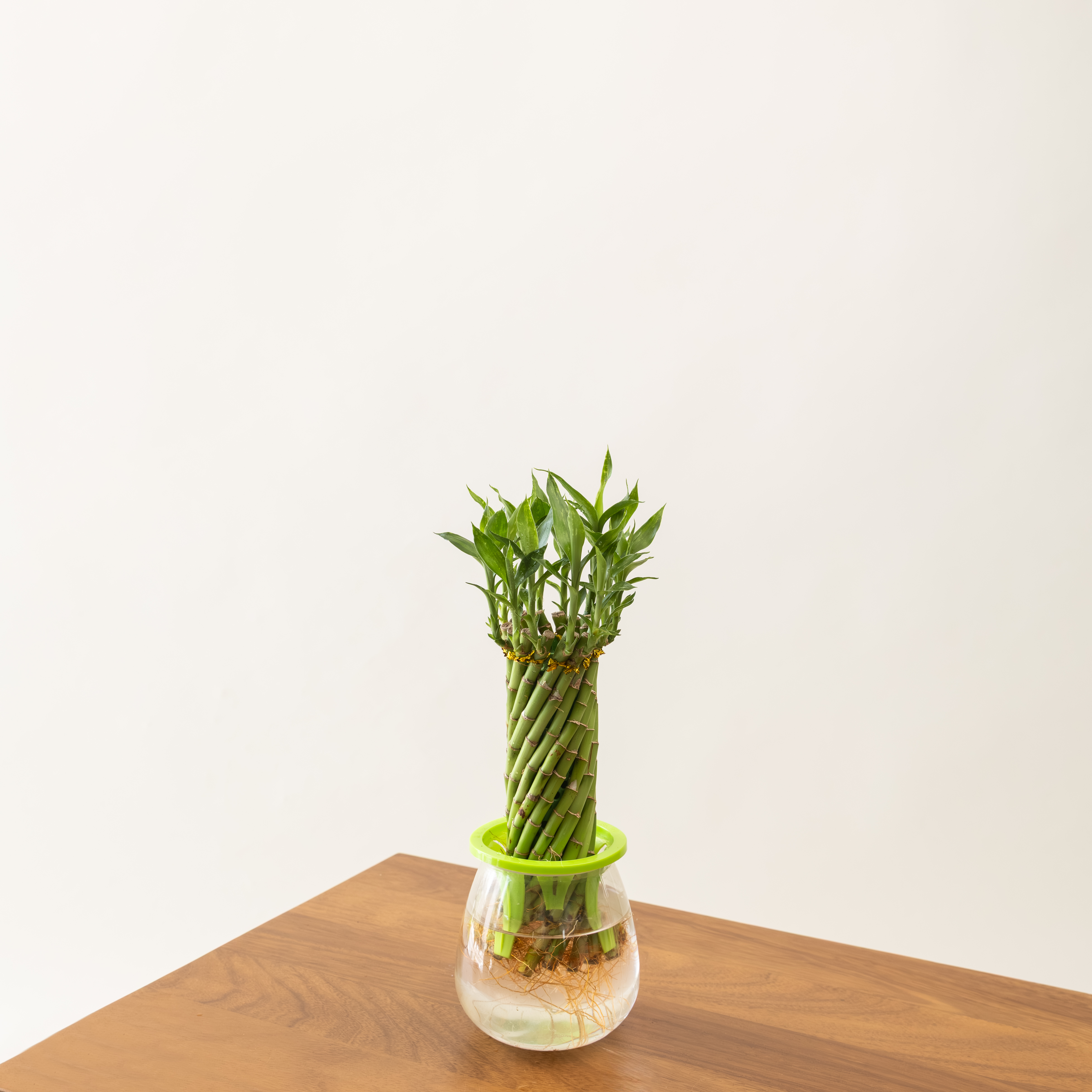 Lucky Bamboo Wheel