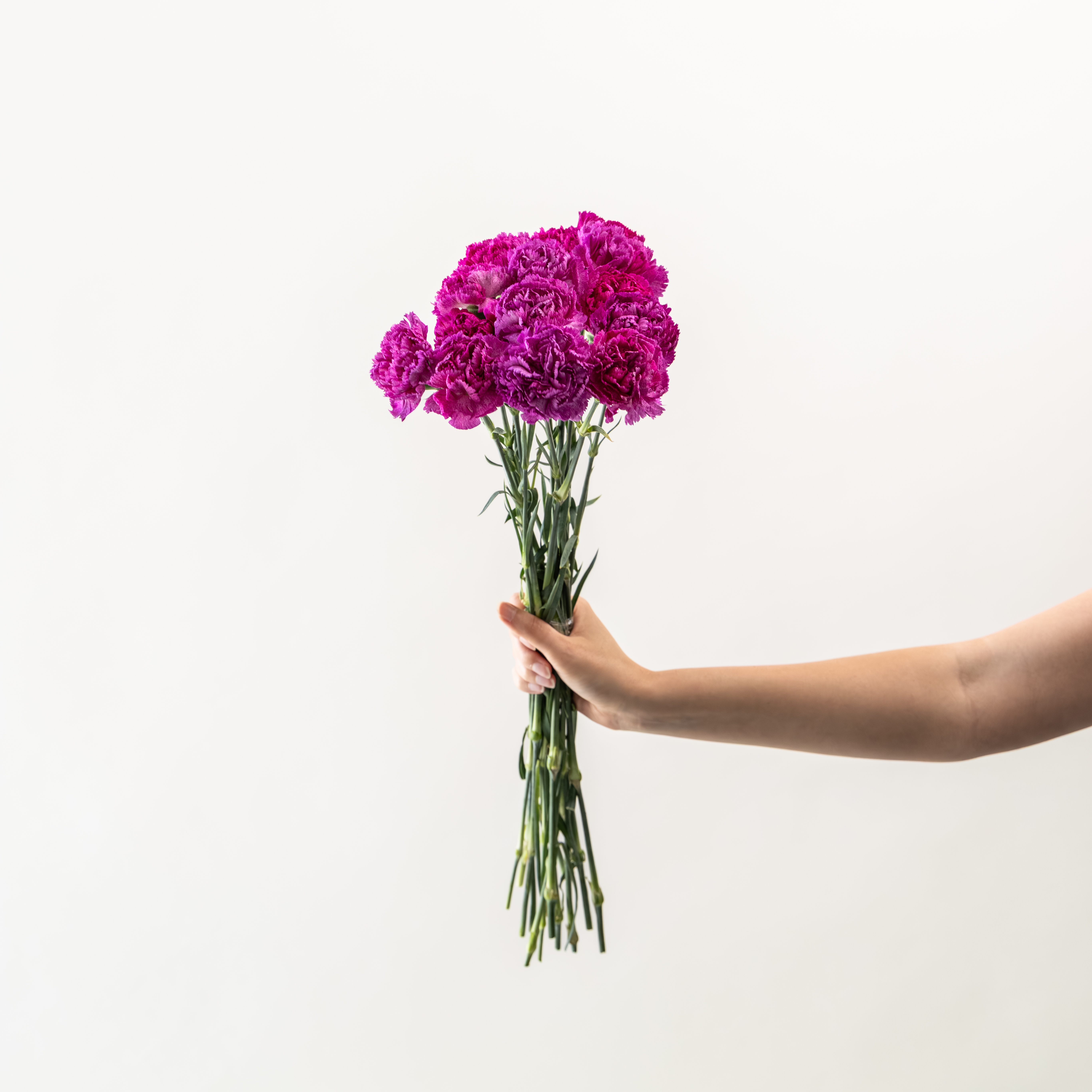 Purple Carnation Bunch